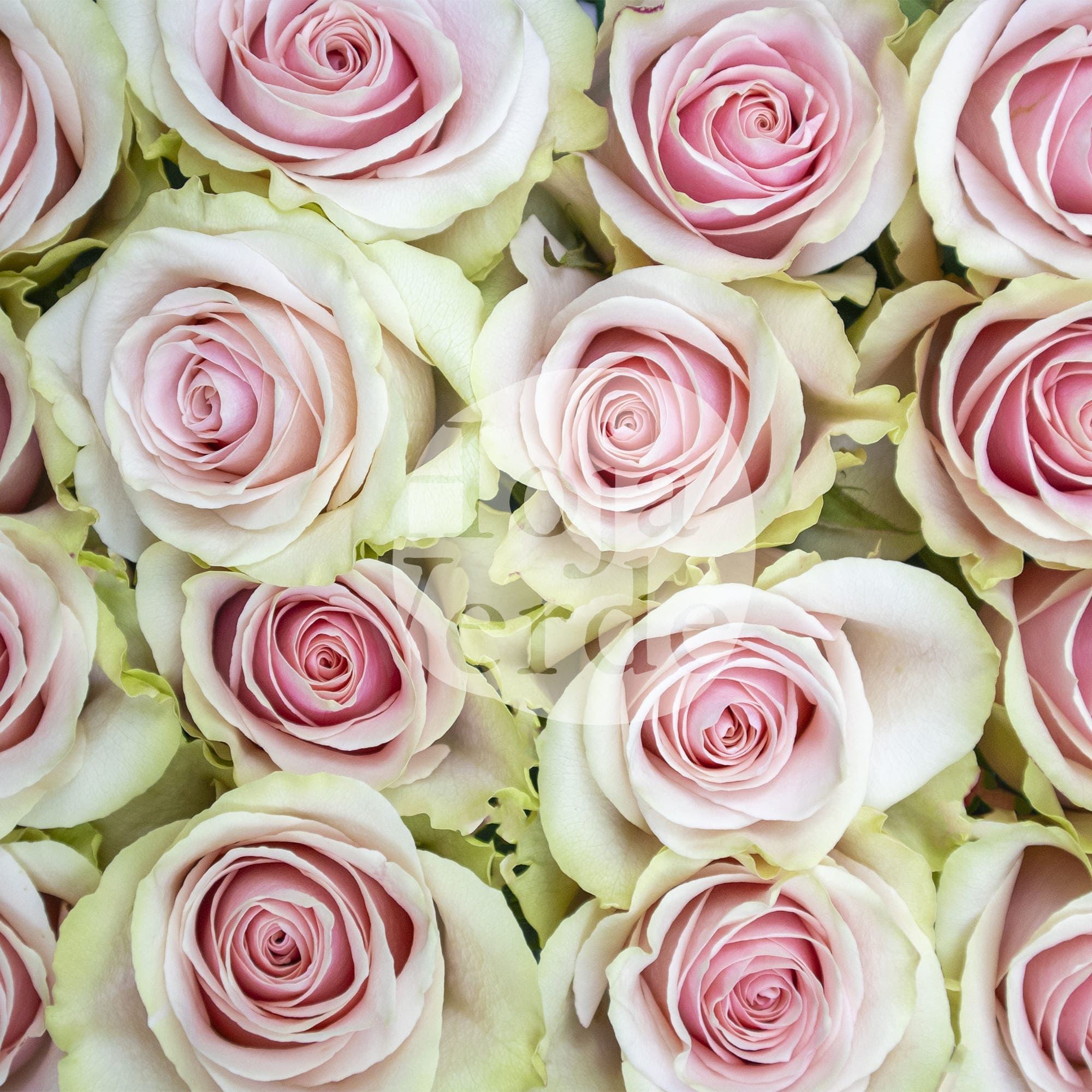 Frutteto rose by Hoja Verde, featuring a blush pink center with crisp green outer petals and elegantly curled tips