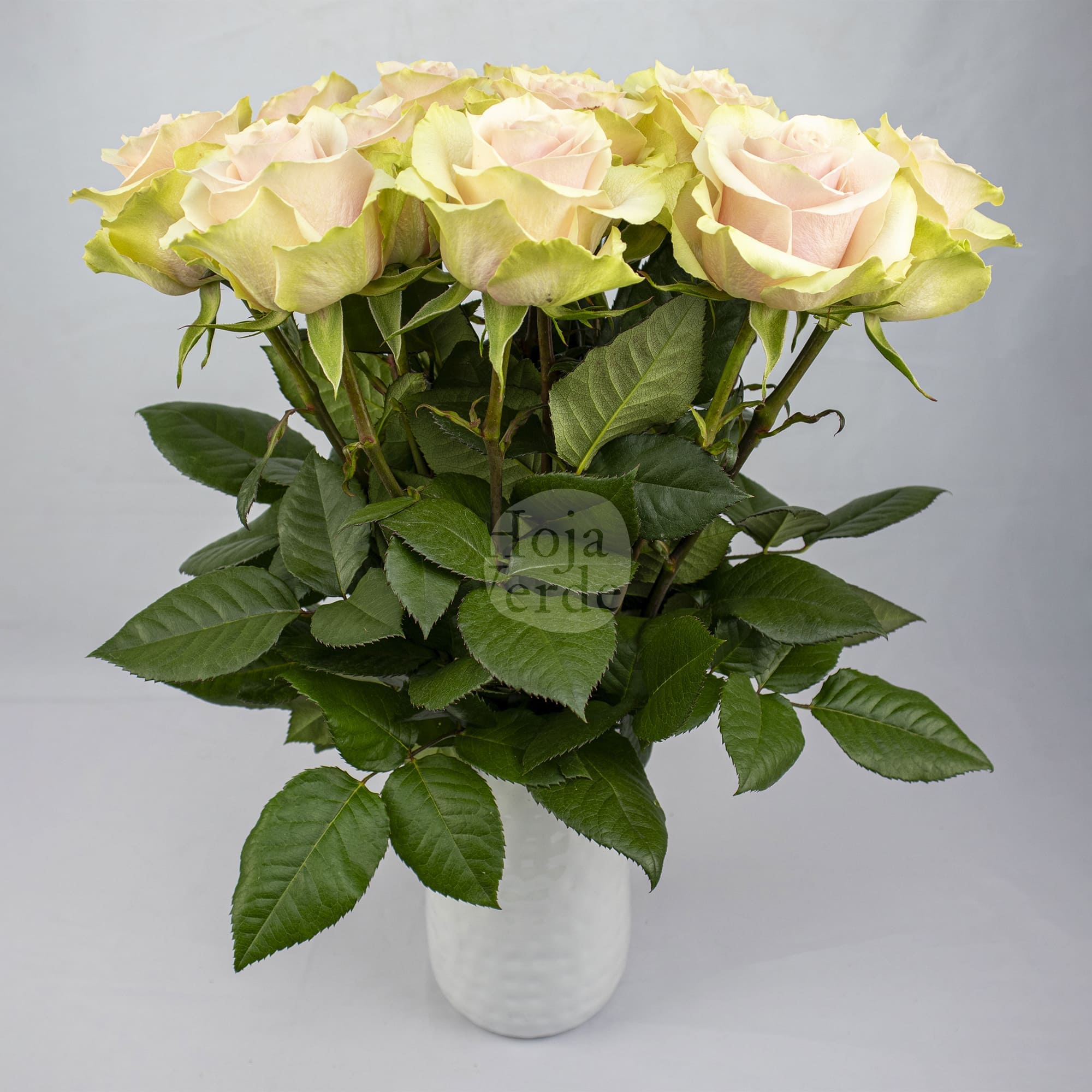 Frutteto rose by Hoja Verde, featuring a blush pink center with crisp green outer petals and elegantly curled tips