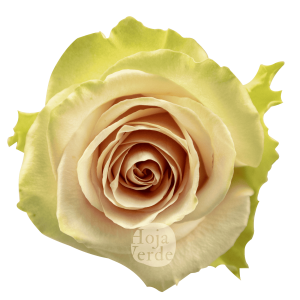 Frutteto rose by Hoja Verde, featuring a blush pink center with crisp green outer petals and elegantly curled tips