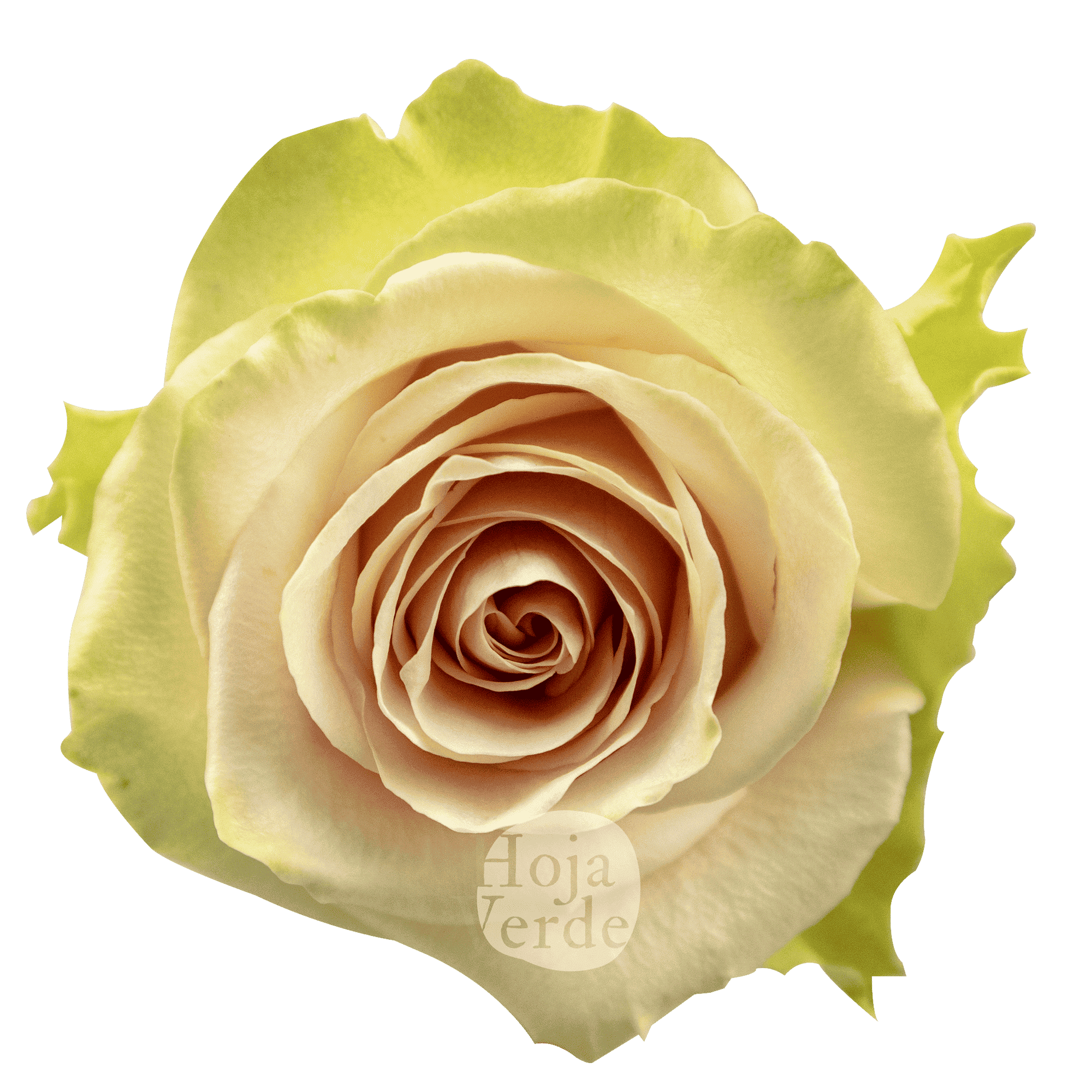 Frutteto rose by Hoja Verde, featuring a blush pink center with crisp green outer petals and elegantly curled tips