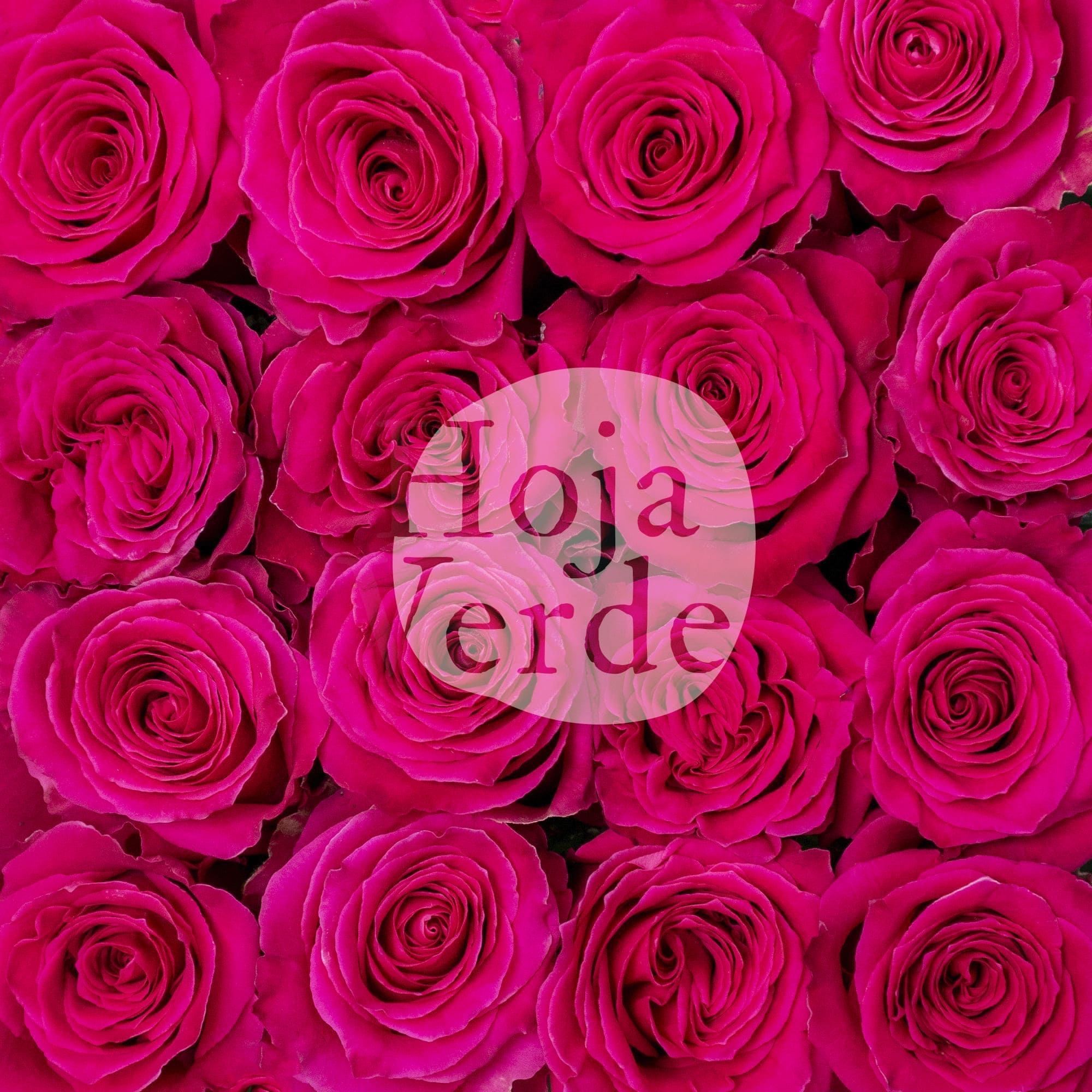 Full Monty rose by Hoja Verde, showcasing bold fuchsia petals