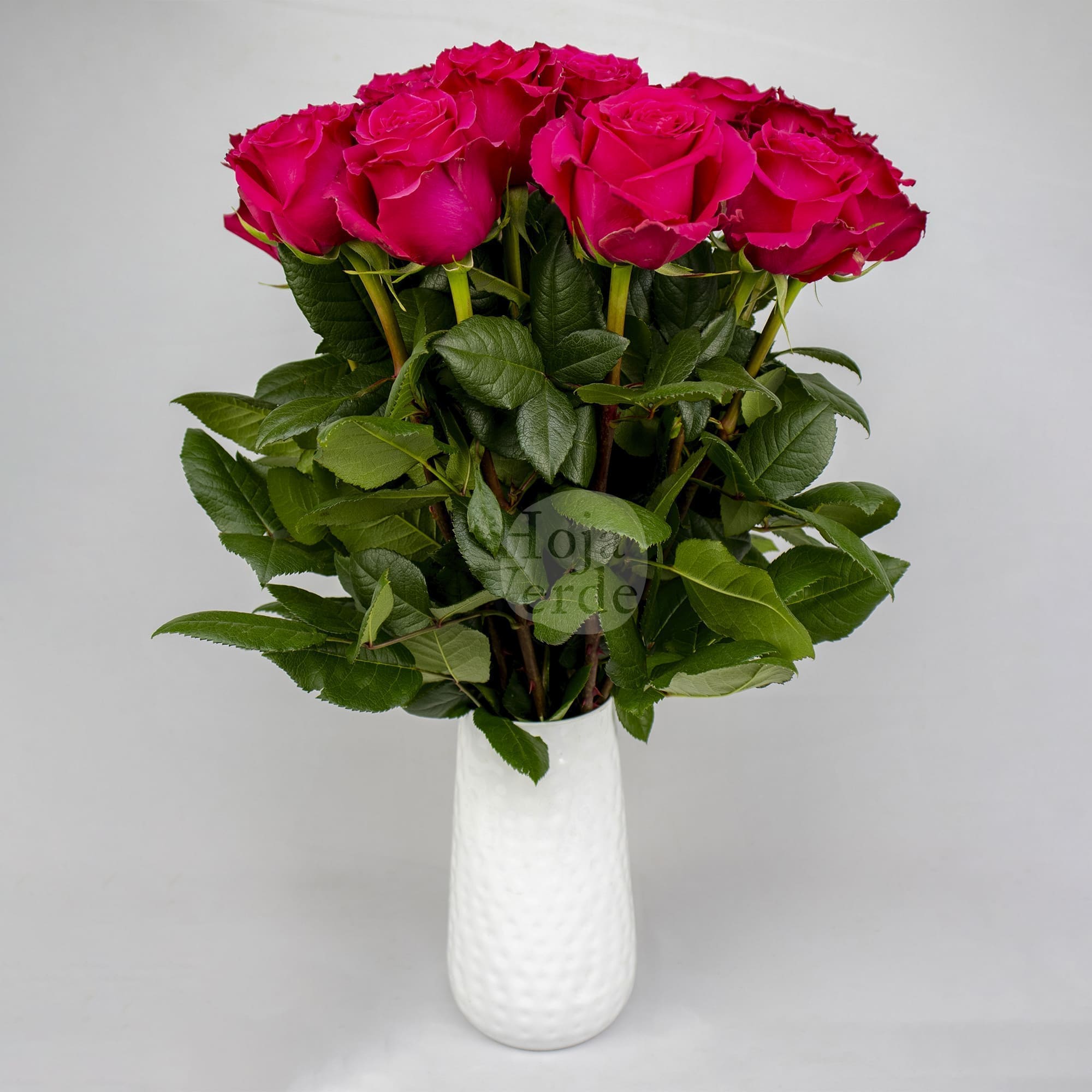 Full Monty rose by Hoja Verde, showcasing bold fuchsia petals