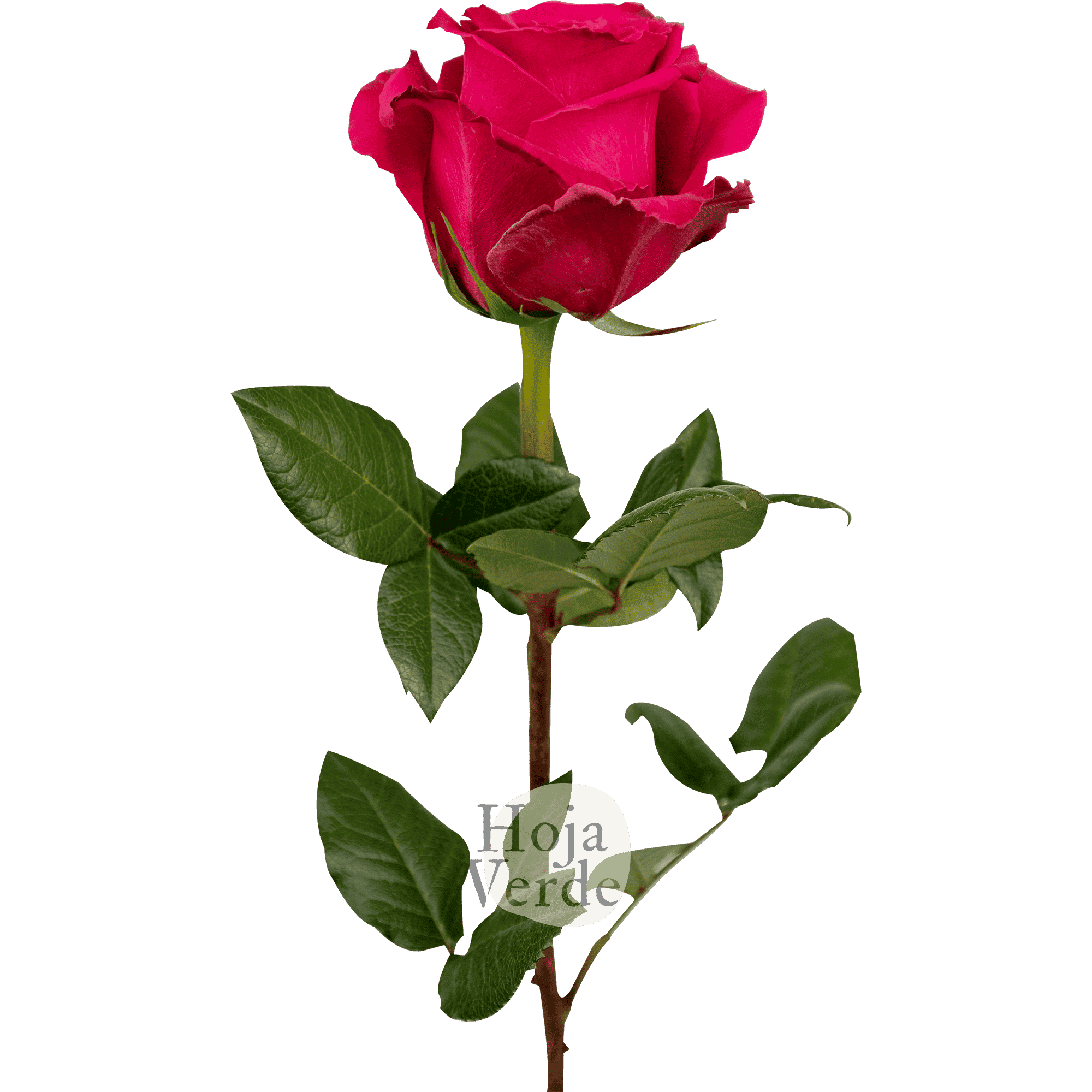 Full Monty rose by Hoja Verde, showcasing bold fuchsia petals