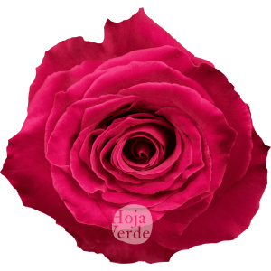 Full Monty rose by Hoja Verde, showcasing bold fuchsia petals