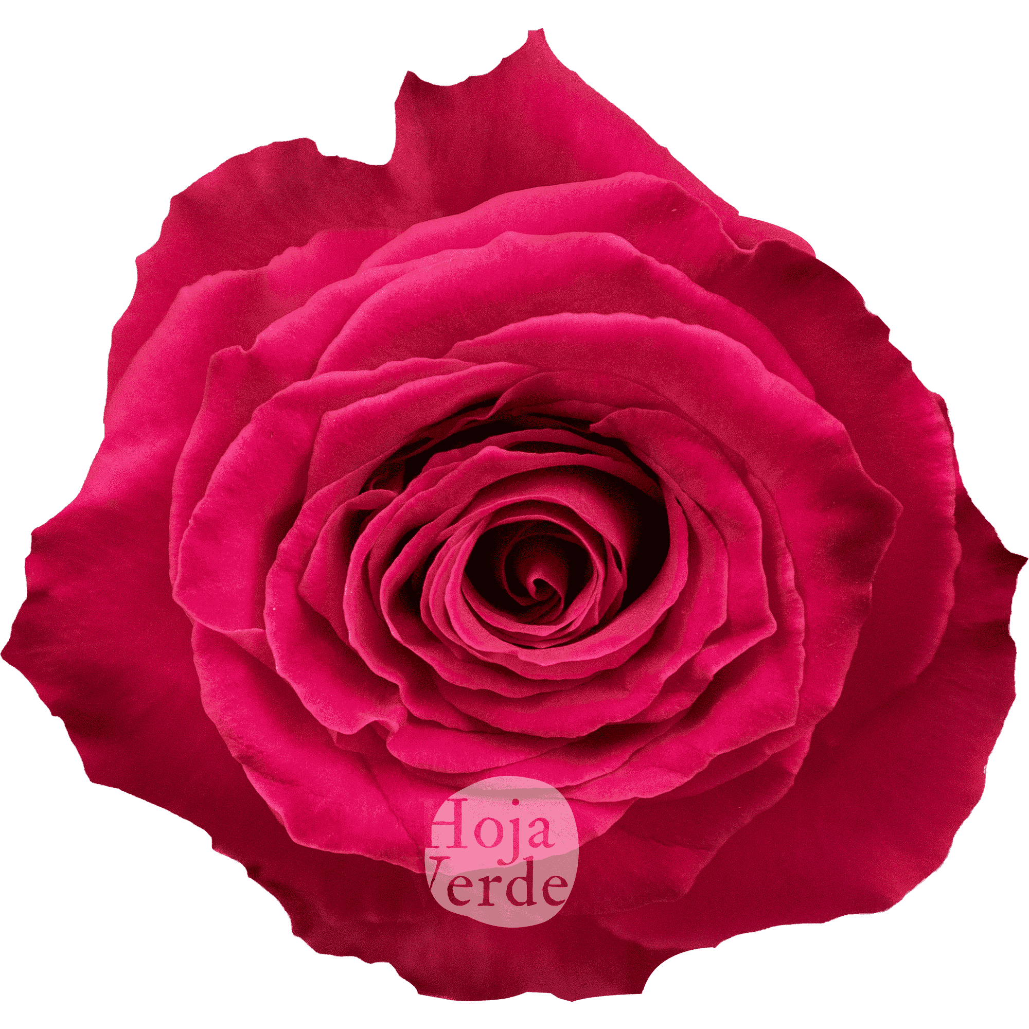 Full Monty rose by Hoja Verde, showcasing bold fuchsia petals