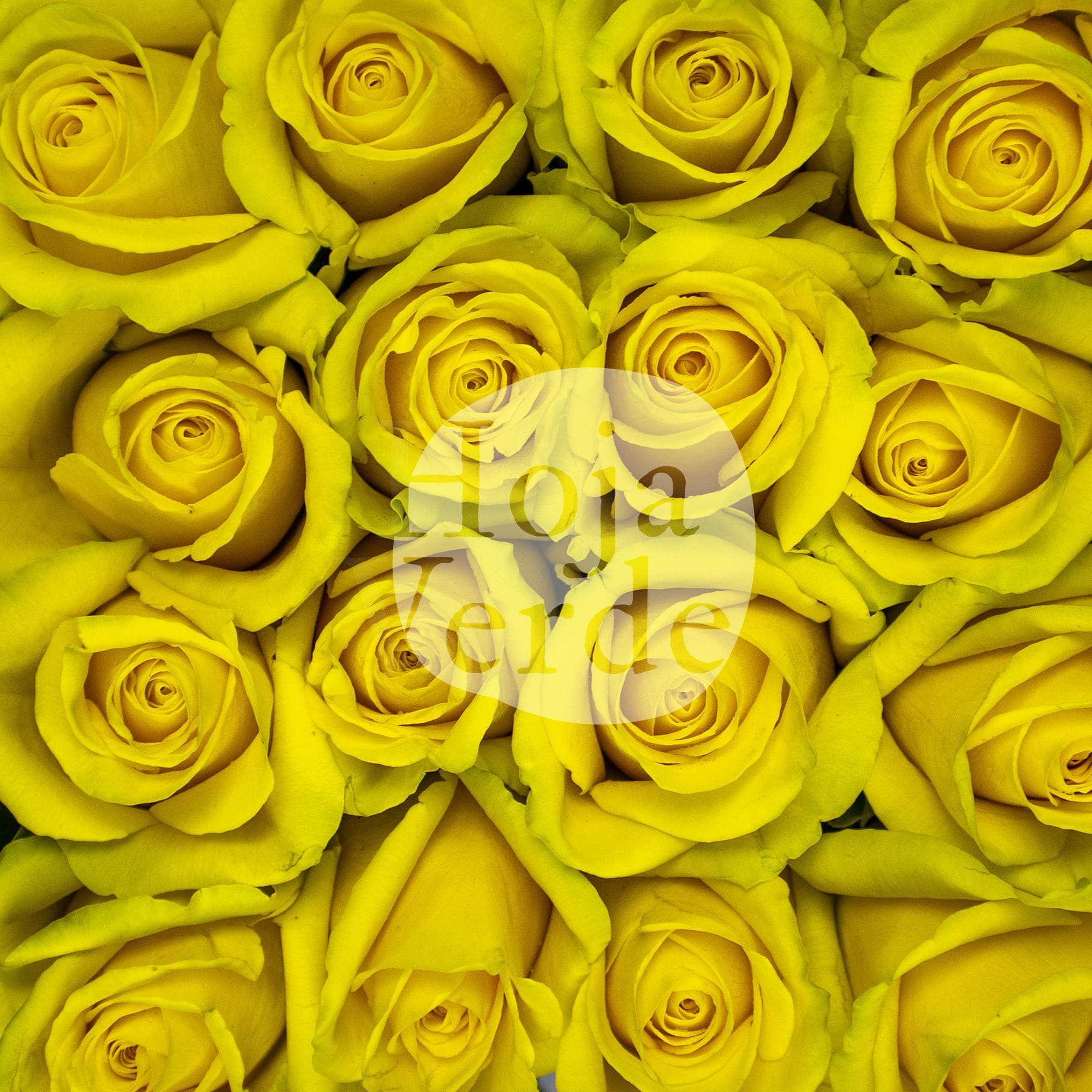 Goldfinch by Hoja Verde, a vibrant yellow rose with uniquely star-shaped petals