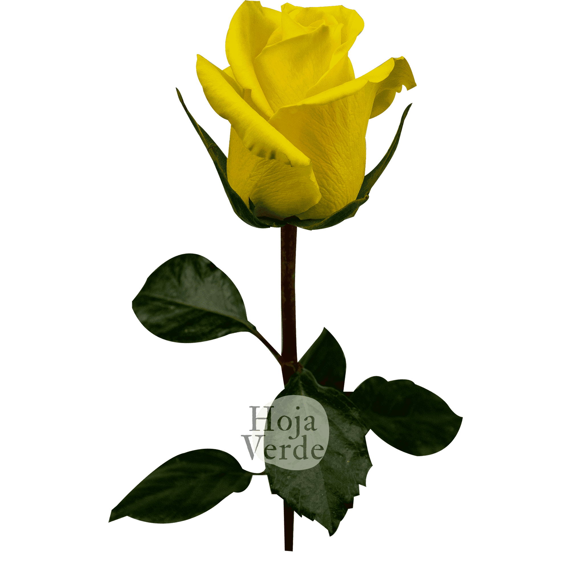 Goldfinch by Hoja Verde, a vibrant yellow rose with uniquely star-shaped petals