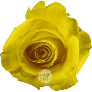 Goldfinch by Hoja Verde, a vibrant yellow rose with uniquely star-shaped petals