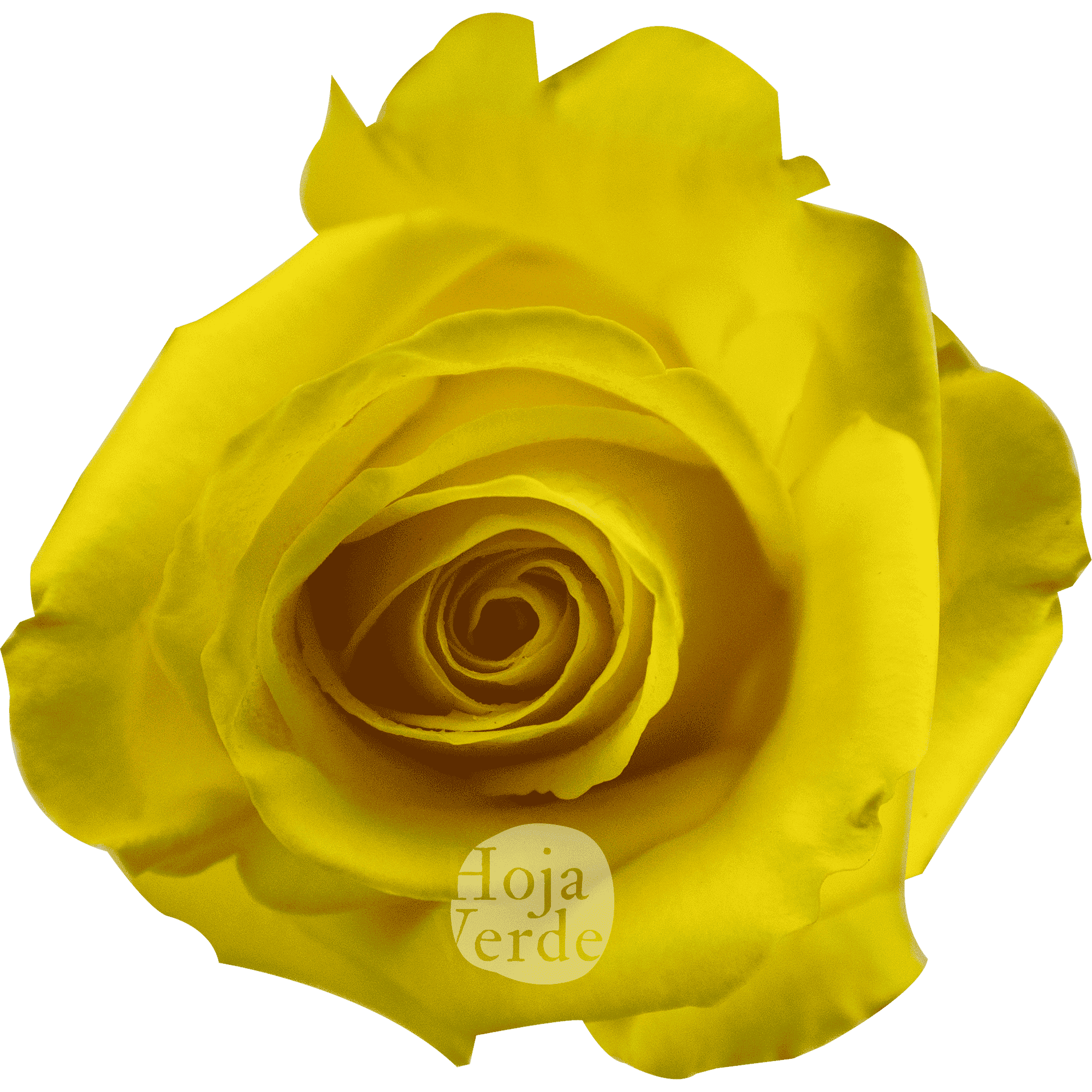 Goldfinch by Hoja Verde, a vibrant yellow rose with uniquely star-shaped petals