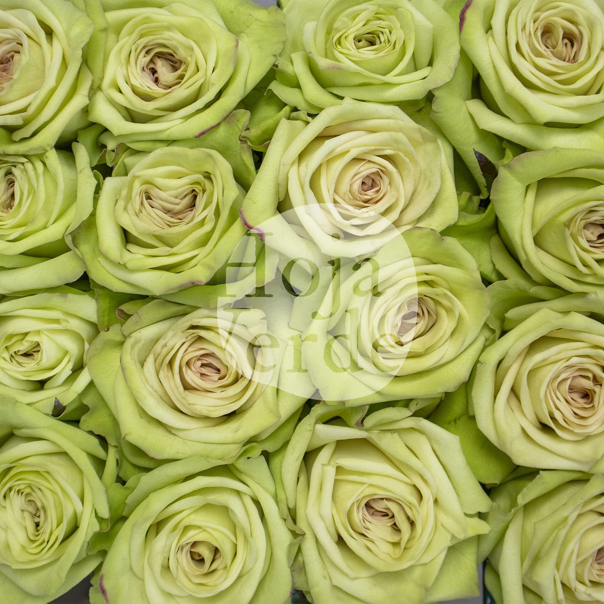 Green Fashion by Hoja Verde, light green rose