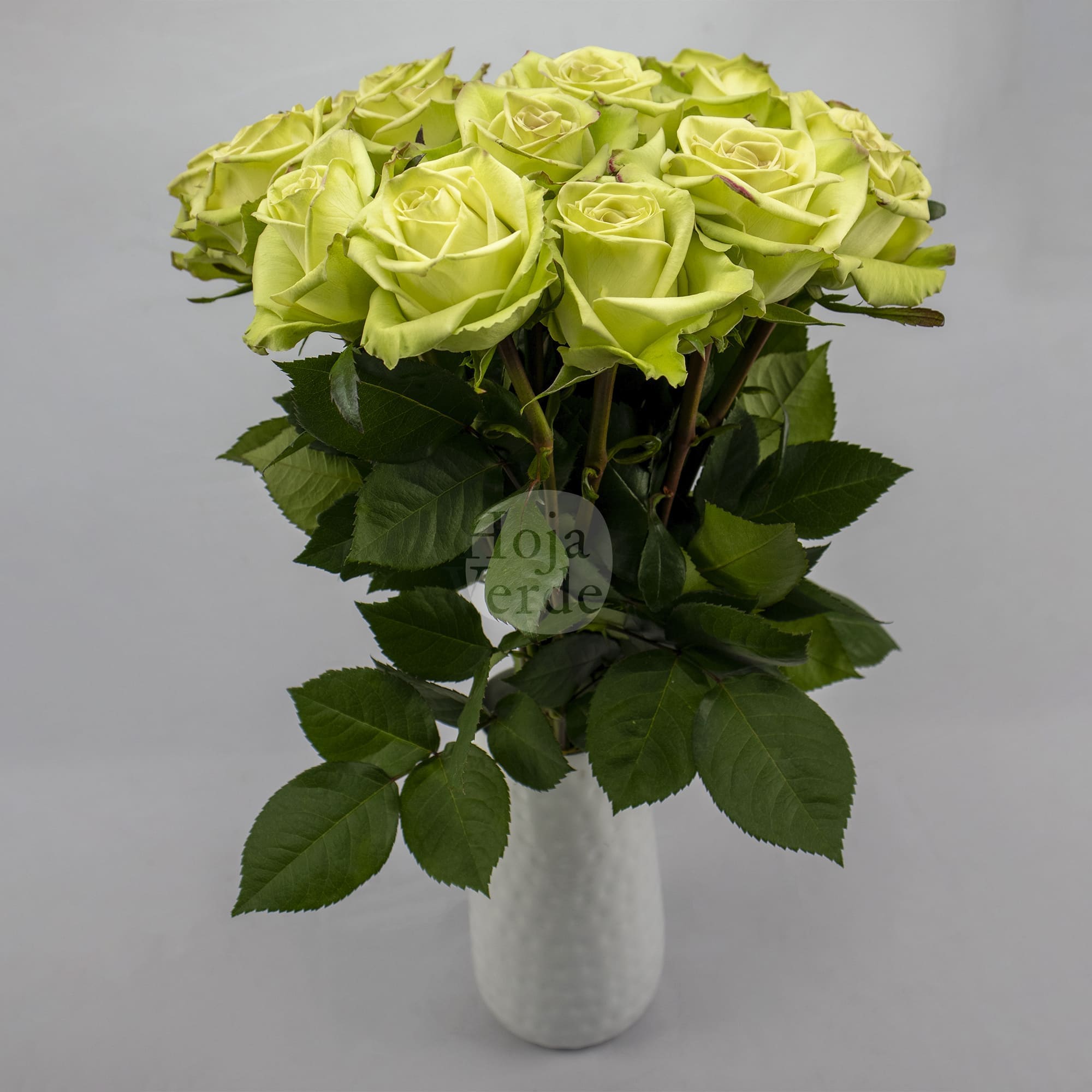 Green Fashion by Hoja Verde, light green rose