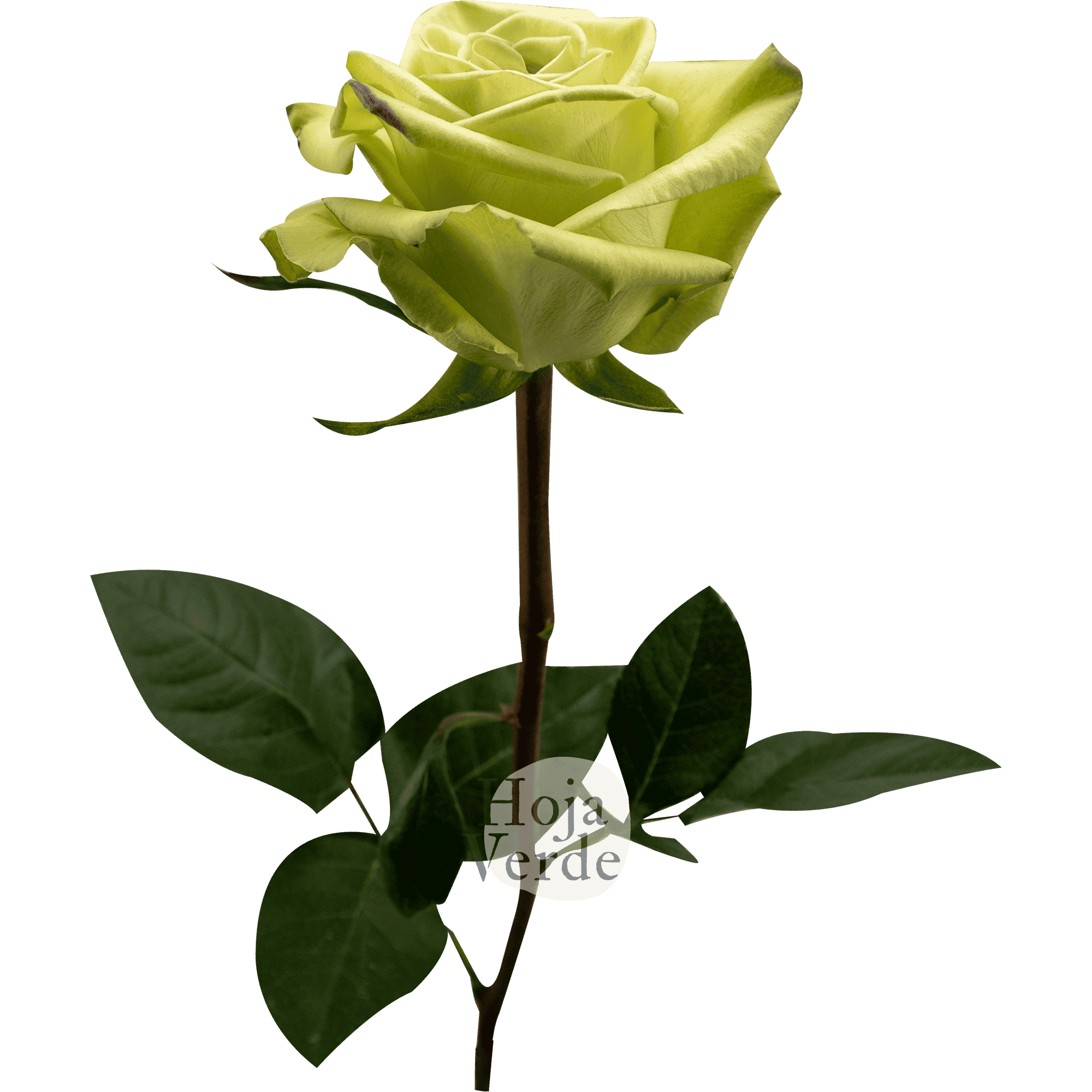 Green Fashion by Hoja Verde, light green rose