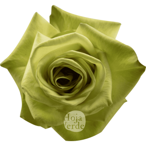 Green Fashion by Hoja Verde, light green rose
