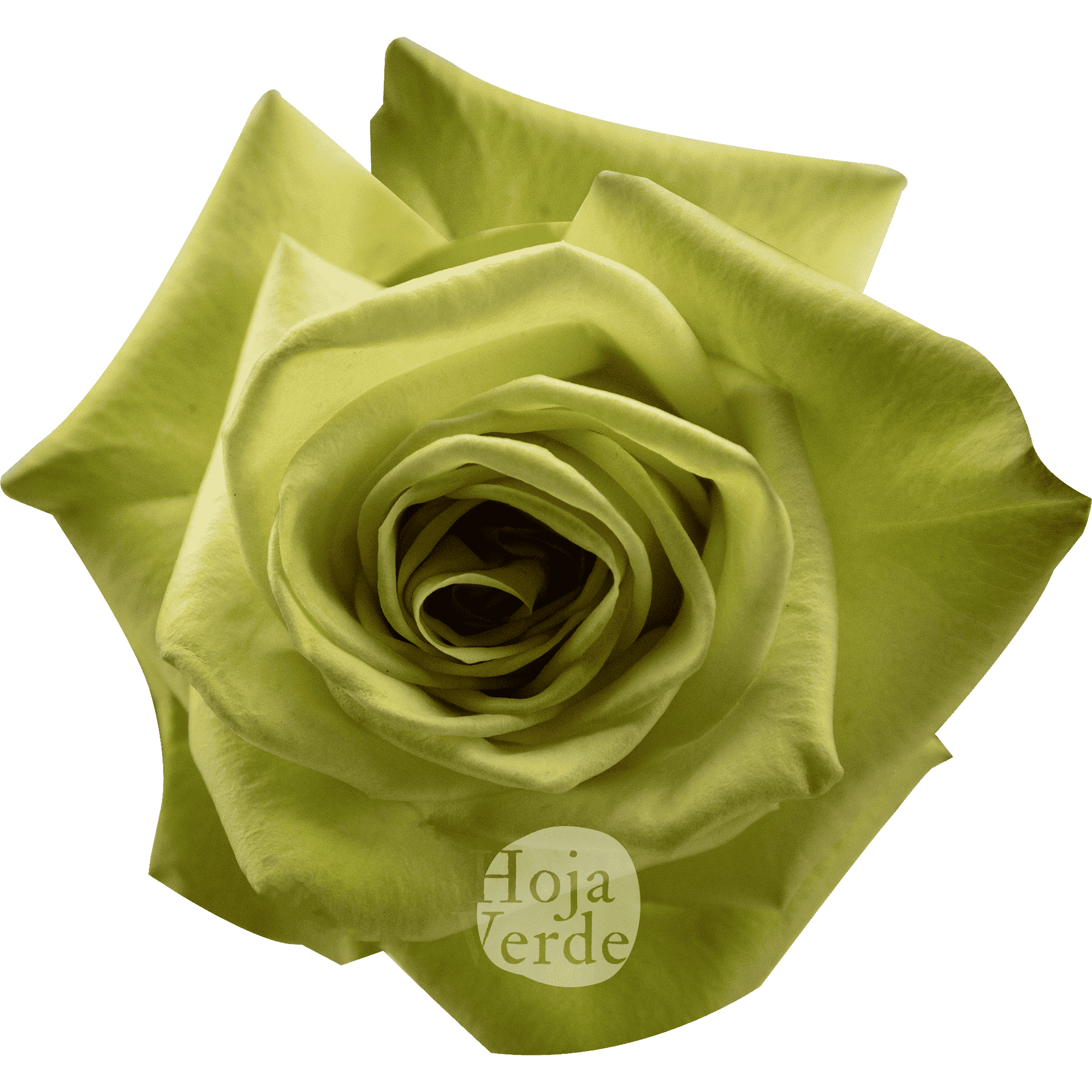 Green Fashion by Hoja Verde, light green rose