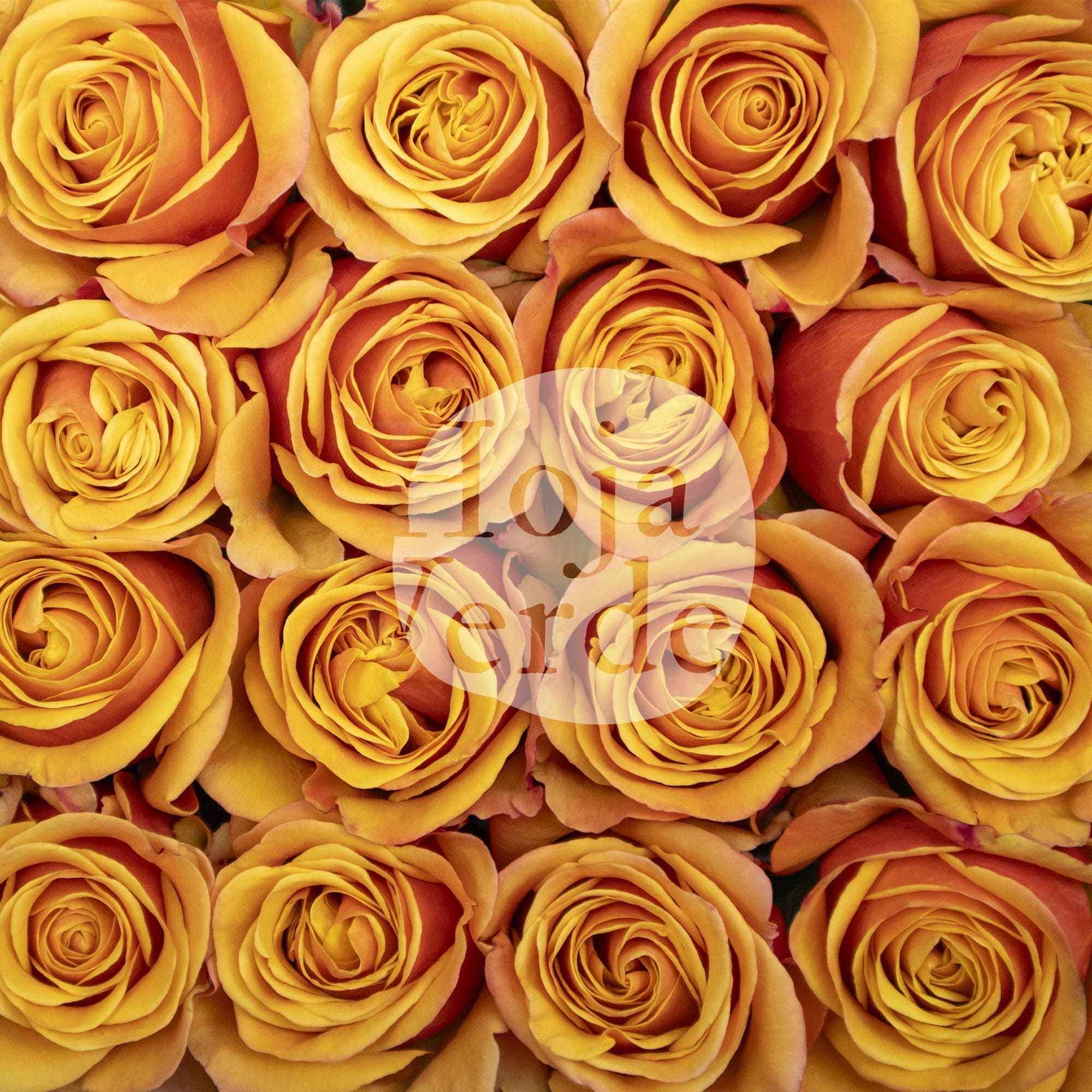 Heliana Orange rose by Hoja Verde with vibrant orange petals and a yellow-orange center