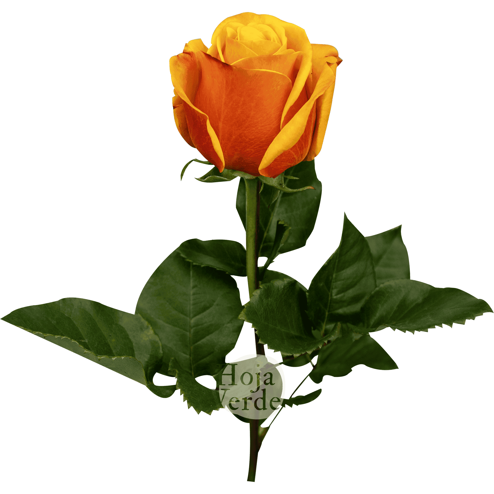 Heliana Orange rose by Hoja Verde with vibrant orange petals and a yellow-orange center