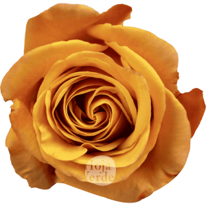 Heliana Orange rose by Hoja Verde with vibrant orange petals and a yellow-orange center