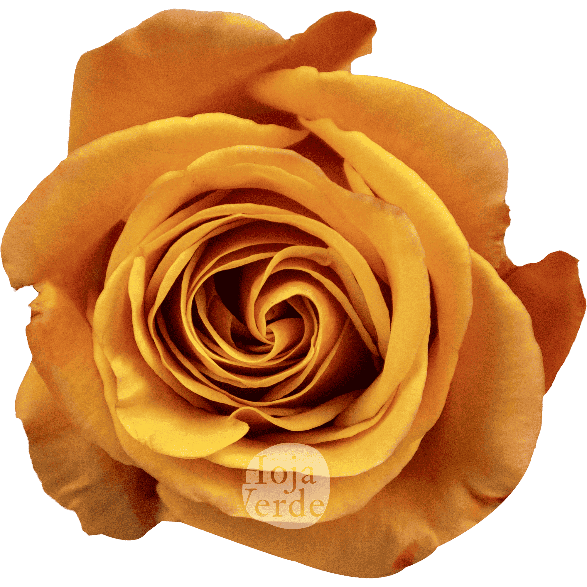 Heliana Orange rose by Hoja Verde with vibrant orange petals and a yellow-orange center