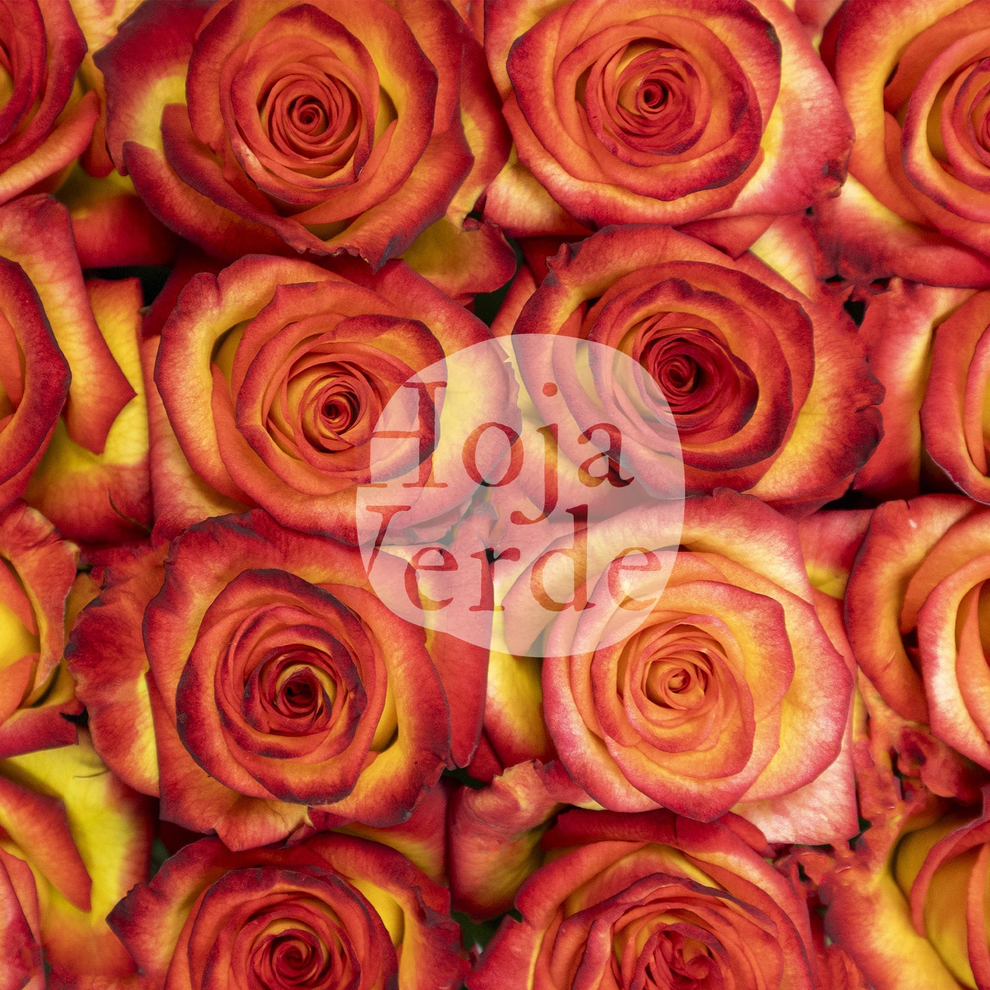 High & Magic rose by Hoja Verde, a bi-color variety with bright yellow petals and red-tipped edges.