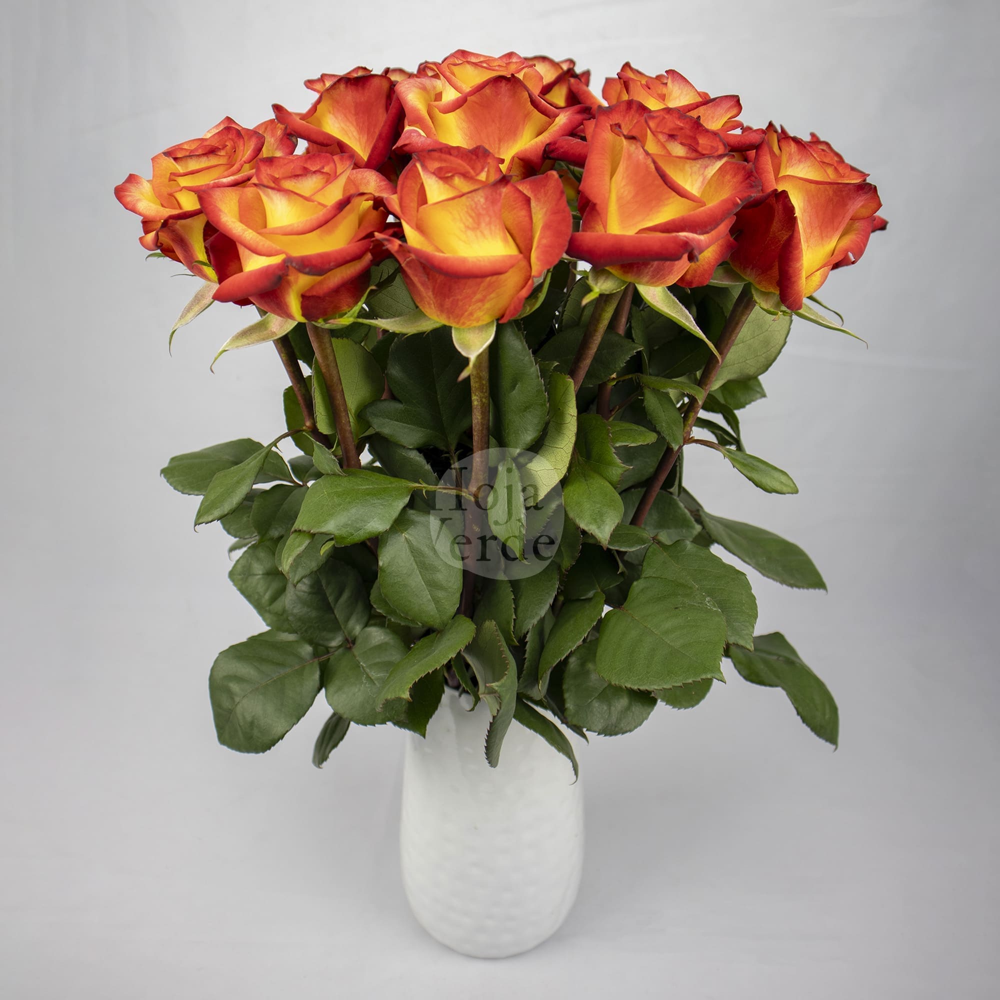 High & Magic rose by Hoja Verde, a bi-color variety with bright yellow petals and red-tipped edges.