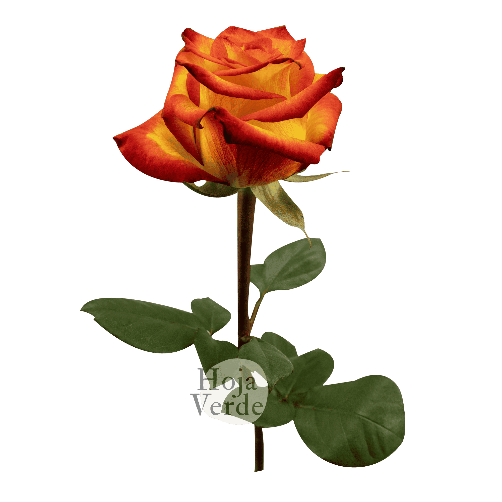High & Magic rose by Hoja Verde, a bi-color variety with bright yellow petals and red-tipped edges.