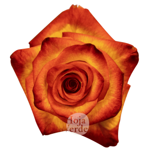 High & Magic rose by Hoja Verde, a bi-color variety with bright yellow petals and red-tipped edges.