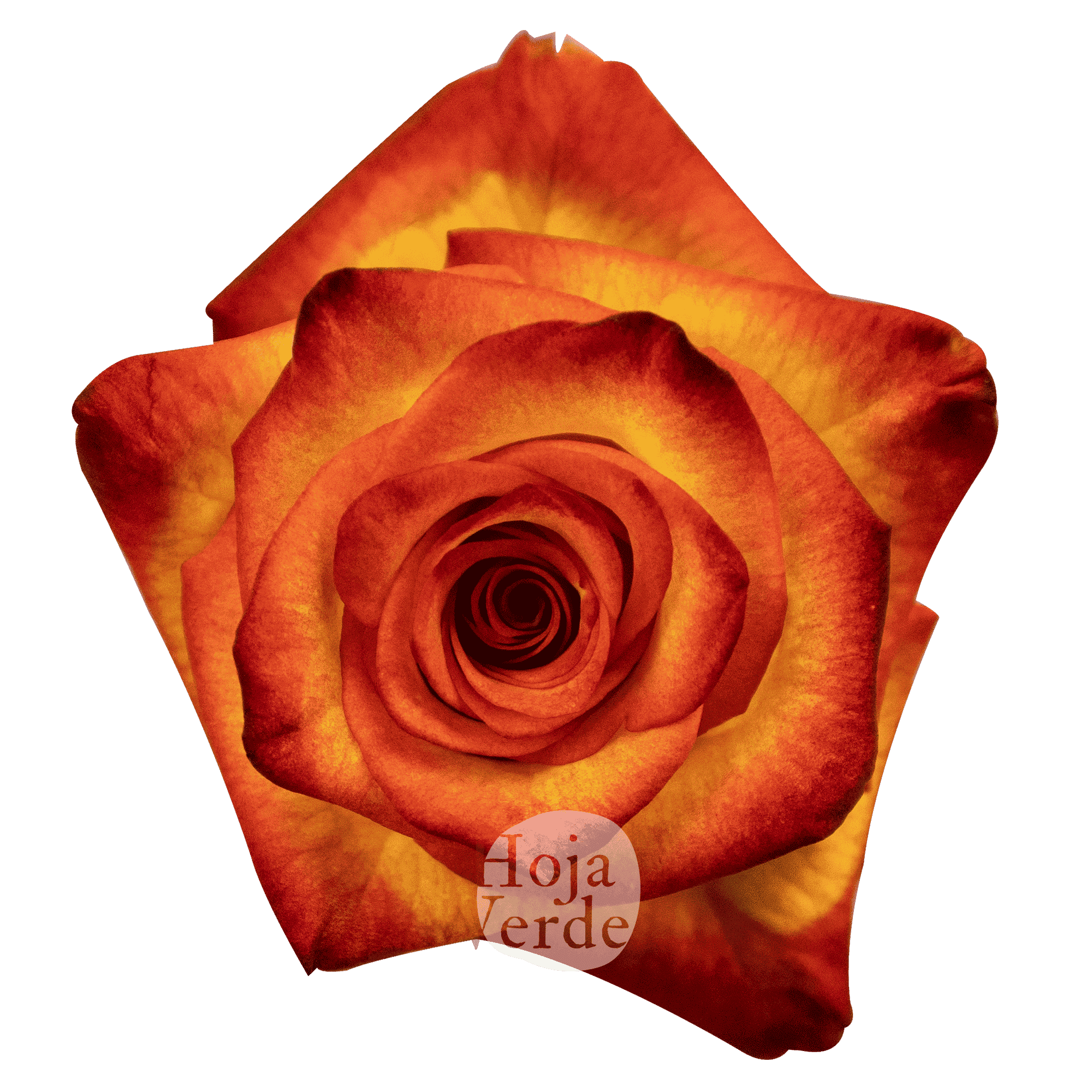 High & Magic rose by Hoja Verde, a bi-color variety with bright yellow petals and red-tipped edges.