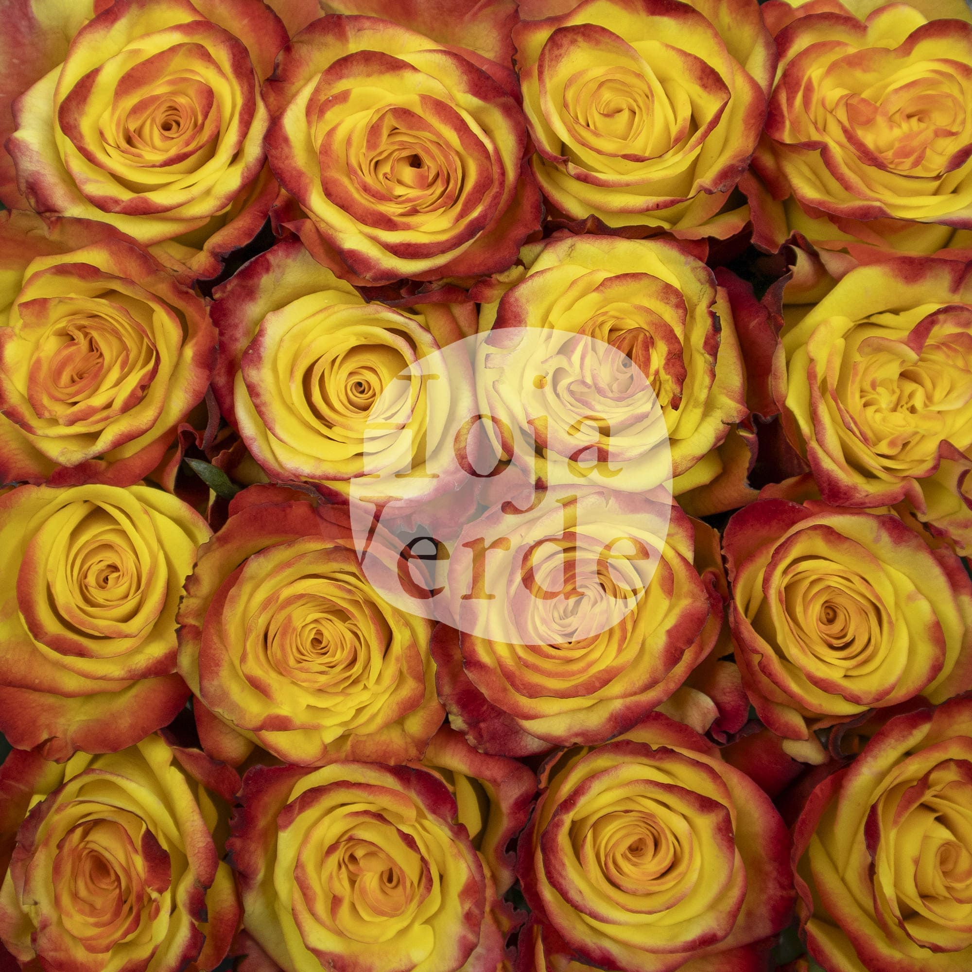 High & Yellow Magic rose by Hoja Verde – bicolor variety with yellow petals and fiery red edges