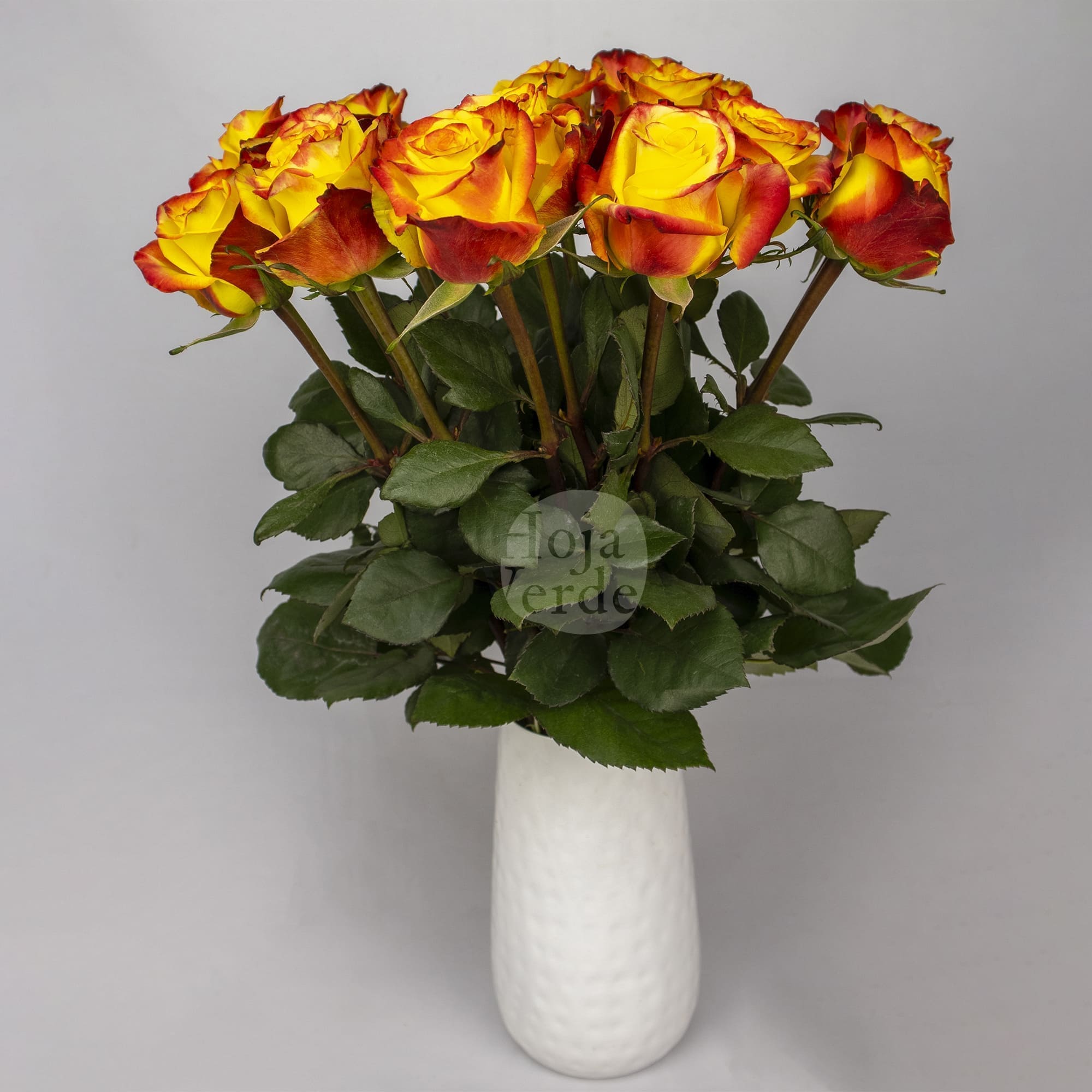 High & Yellow Magic rose by Hoja Verde – bicolor variety with yellow petals and fiery red edges