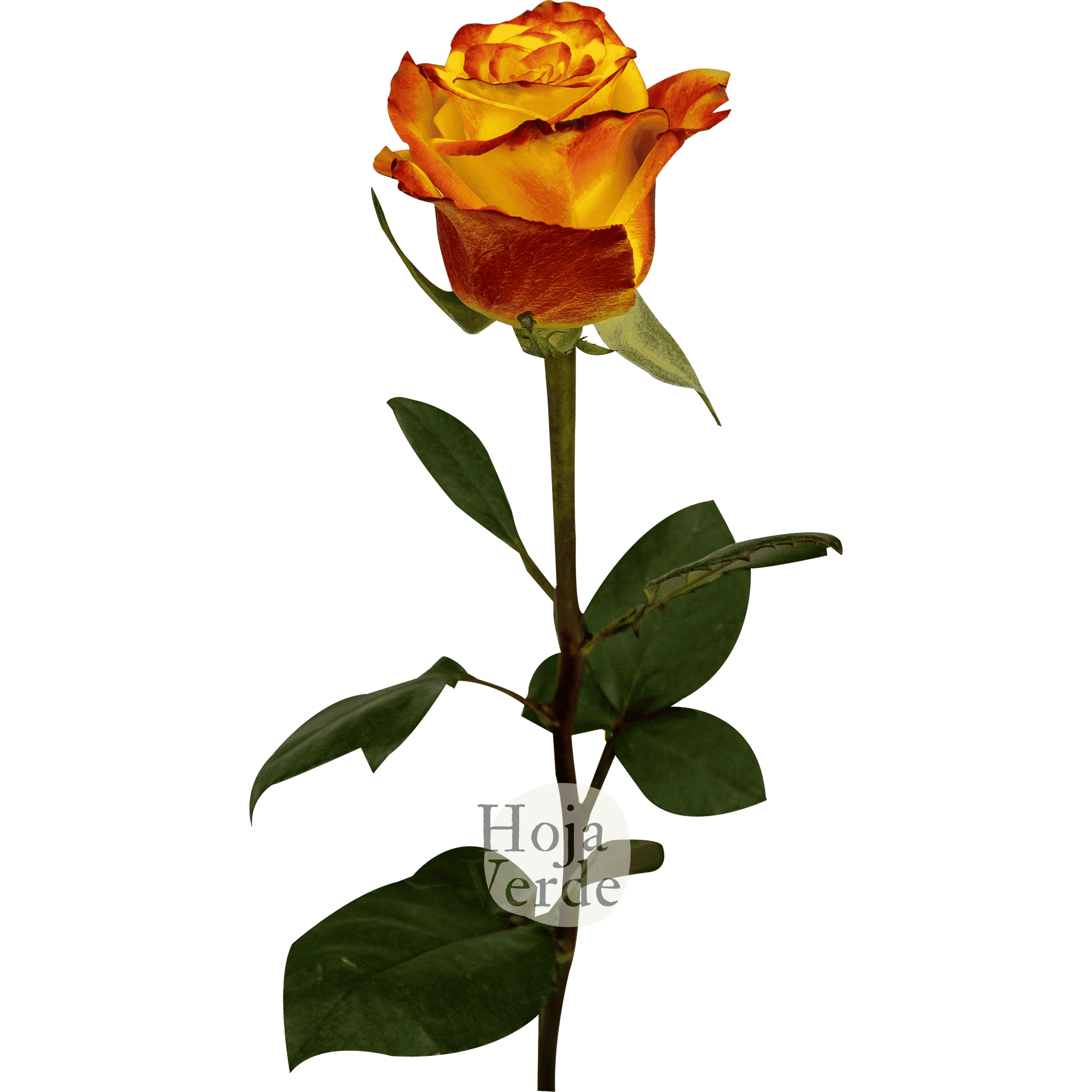 High & Yellow Magic rose by Hoja Verde – bicolor variety with yellow petals and fiery red edges