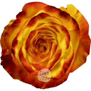 High & Yellow Magic rose by Hoja Verde – bicolor variety with yellow petals and fiery red edges