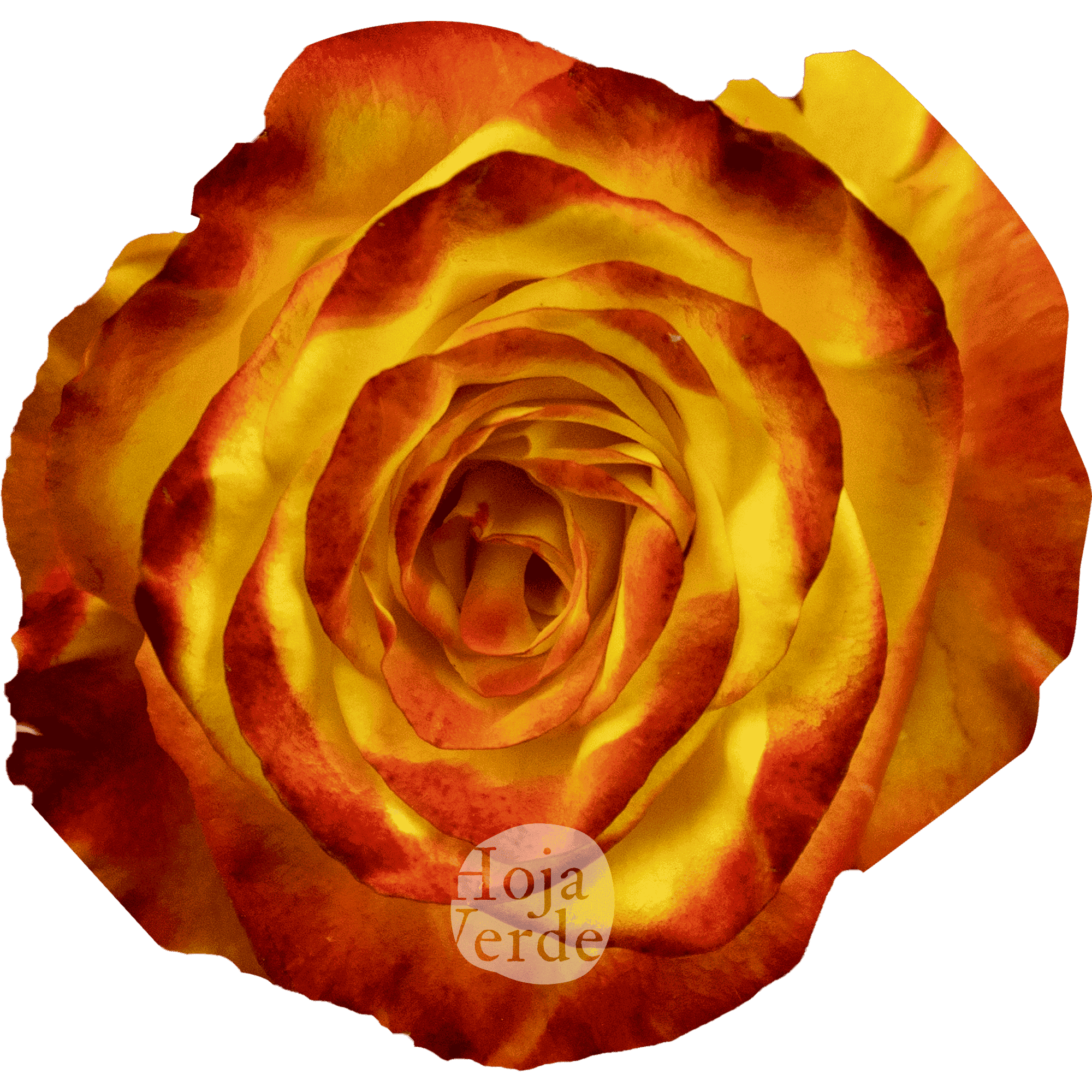 High & Yellow Magic rose by Hoja Verde – bicolor variety with yellow petals and fiery red edges