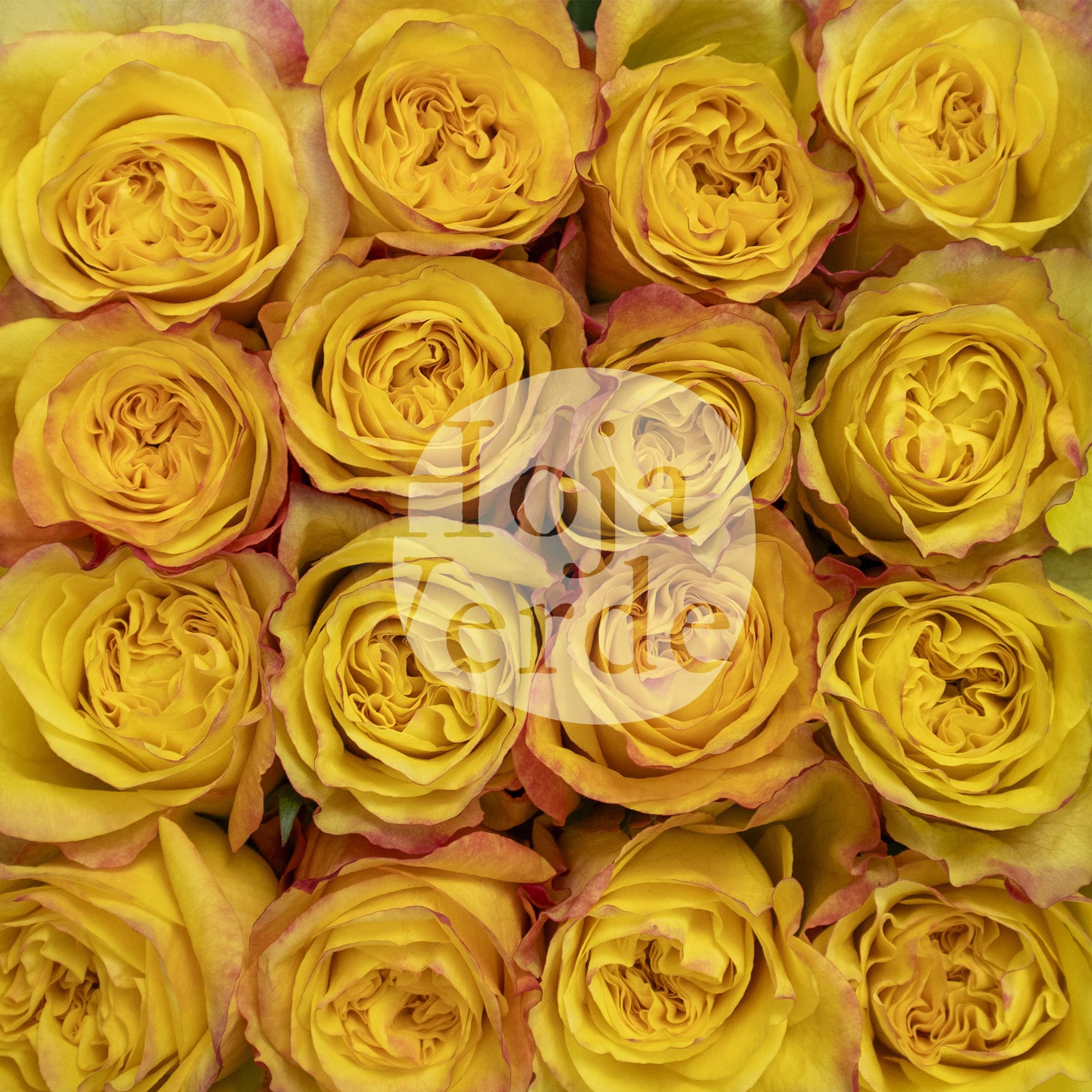 Honey Bee rose by Hoja Verde, bright yellow rose with smooth
