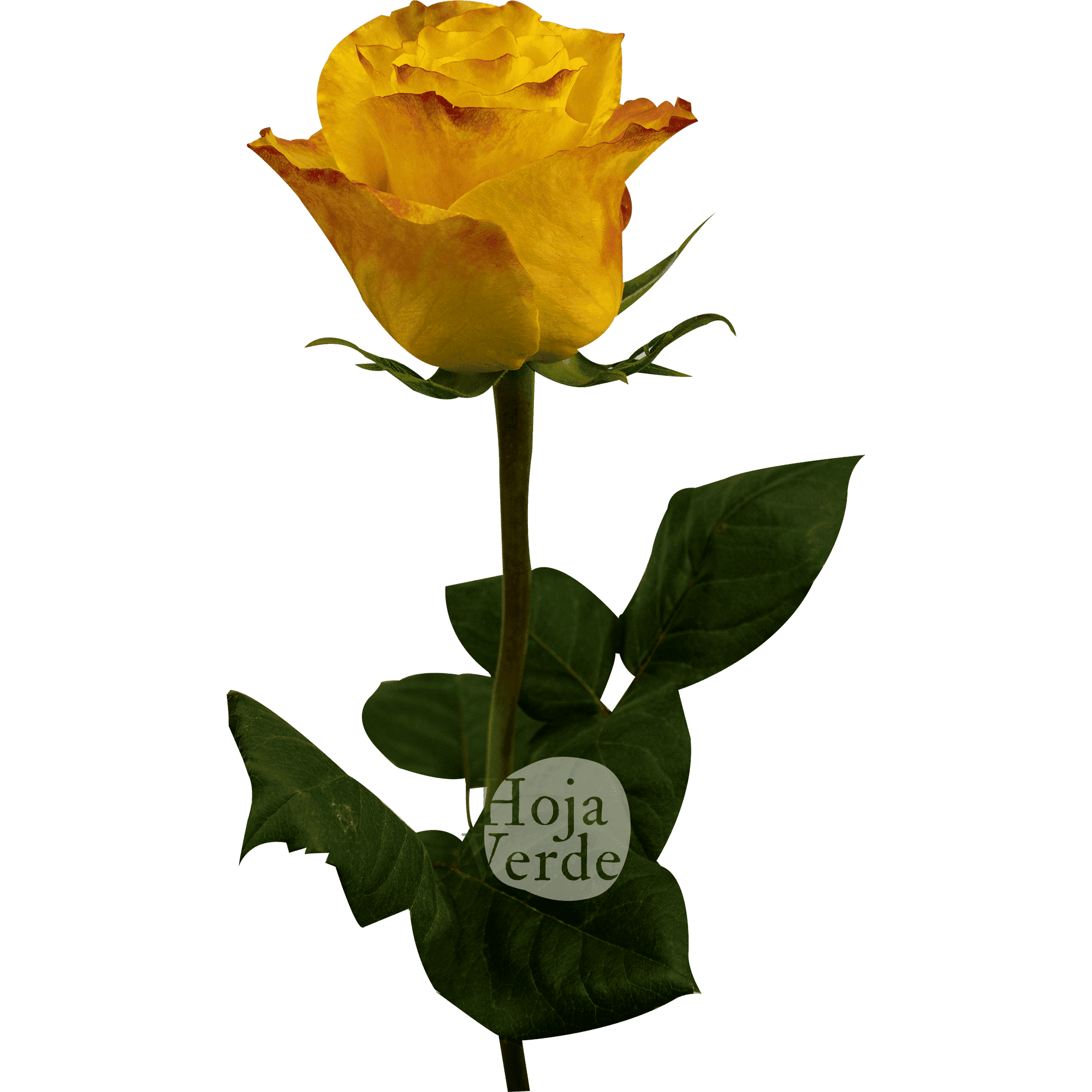 Honey Bee rose by Hoja Verde, bright yellow rose with smooth