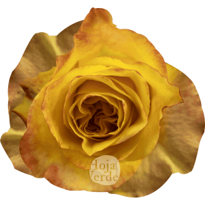 Honey Bee rose by Hoja Verde, bright yellow rose with smooth