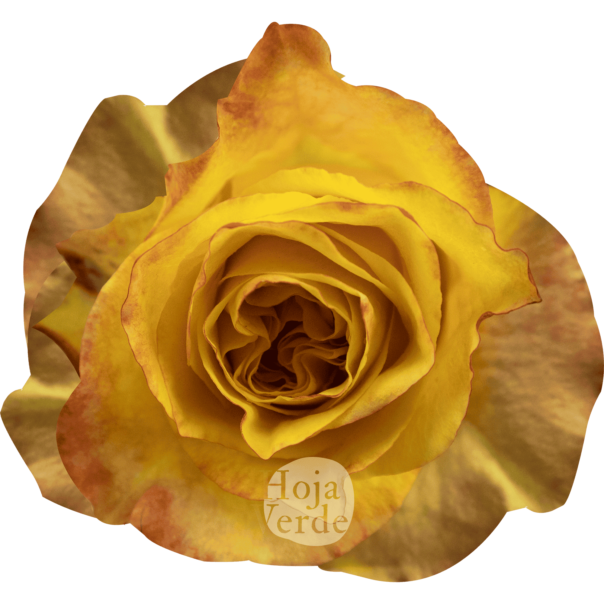 Honey Bee rose by Hoja Verde, bright yellow rose with smooth