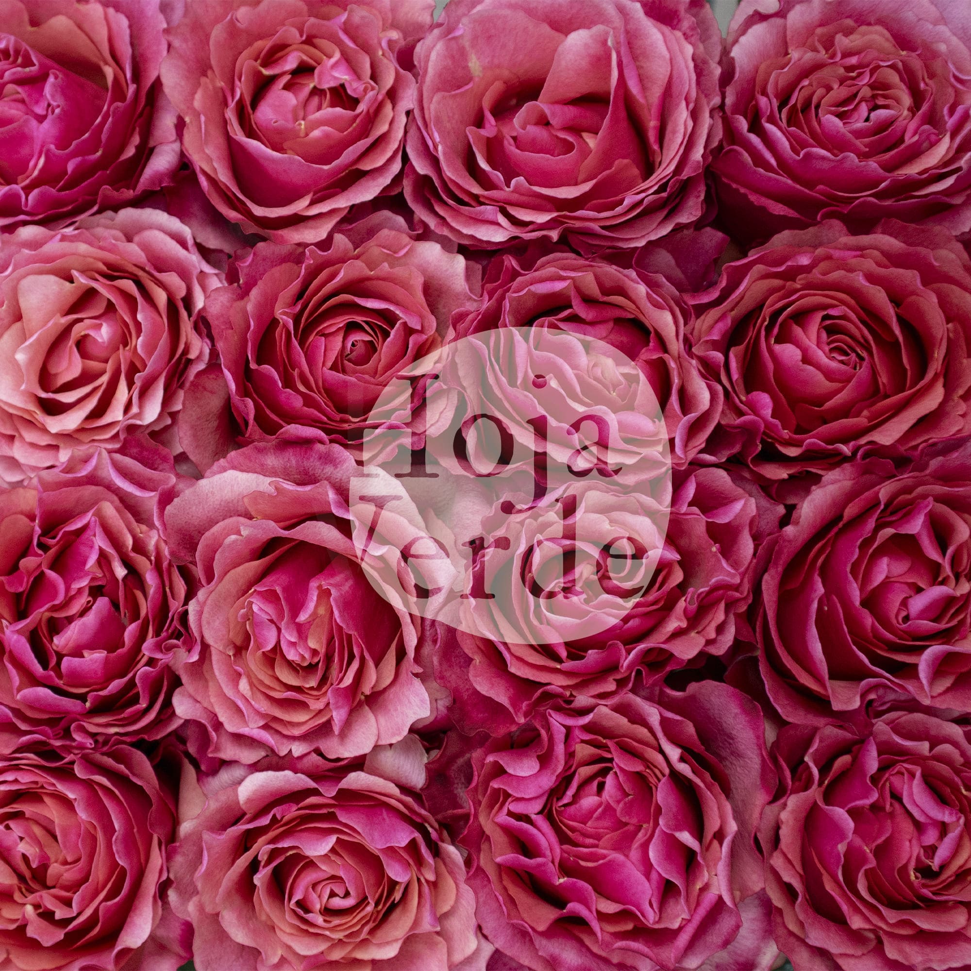 Hot Carpe Diem rose by Hoja Verde, showcasing its intense dark coral petals