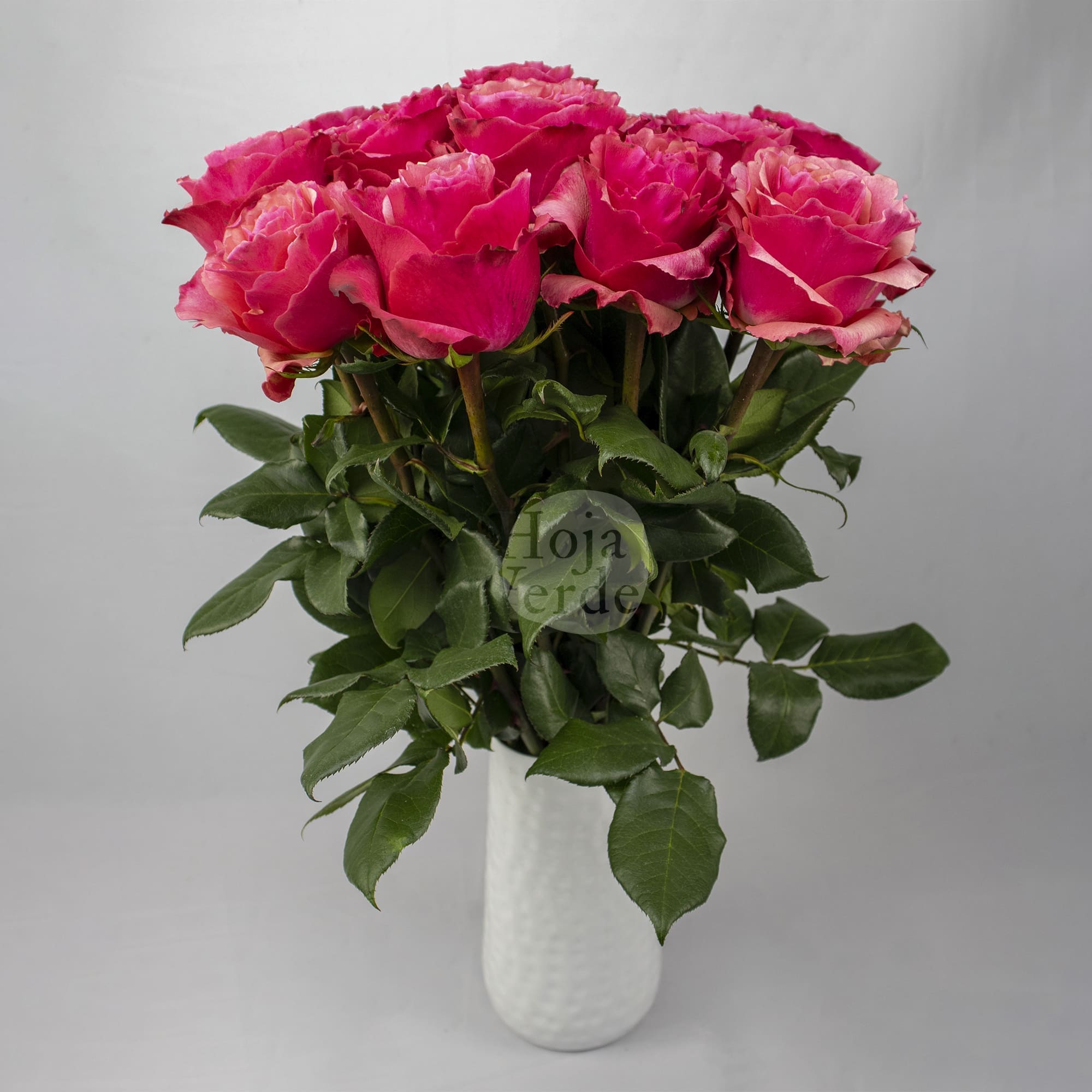 Hot Carpe Diem rose by Hoja Verde, showcasing its intense dark coral petals