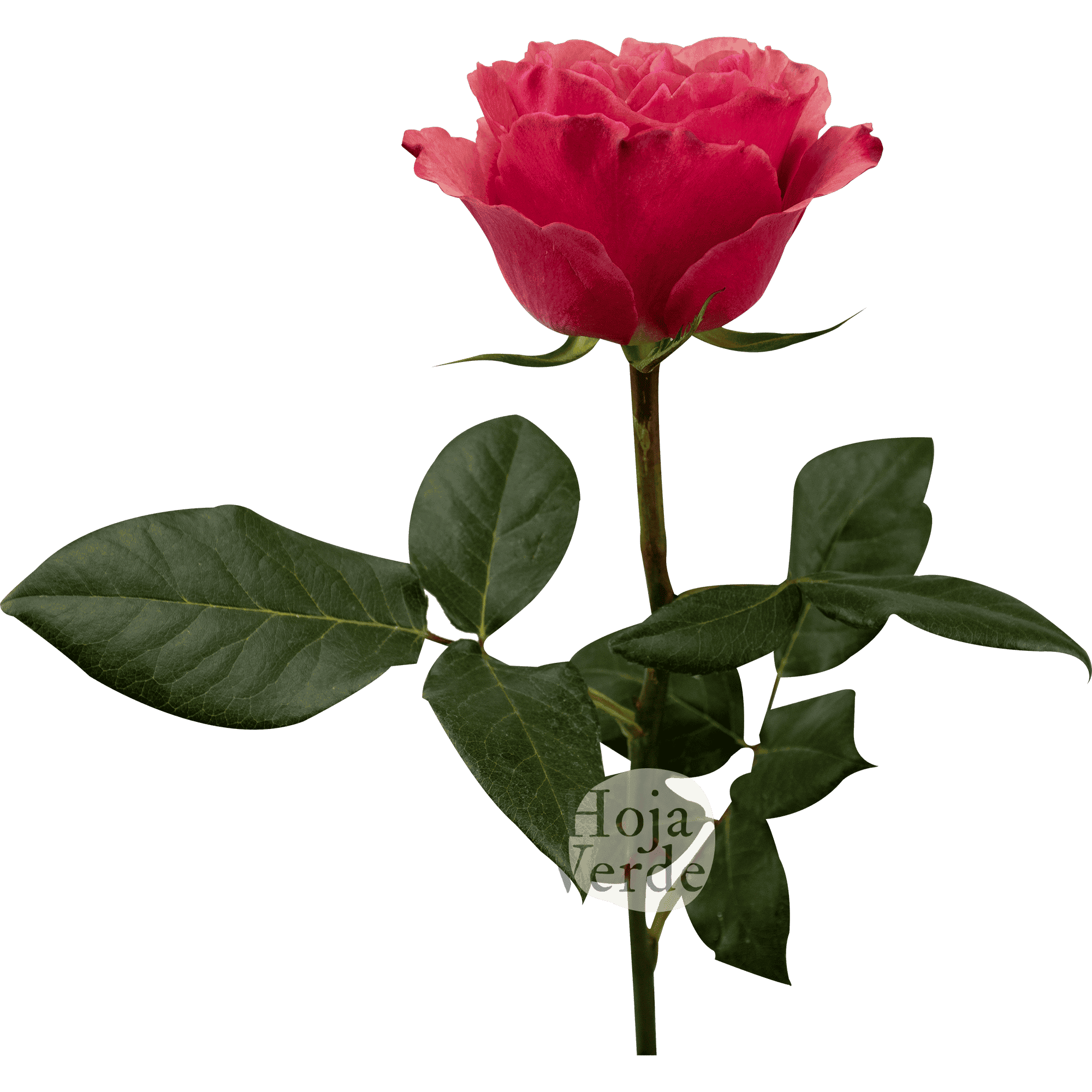 Hot Carpe Diem rose by Hoja Verde, showcasing its intense dark coral petals