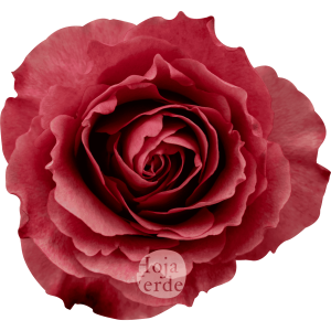 Hot Carpe Diem rose by Hoja Verde, showcasing its intense dark coral petals