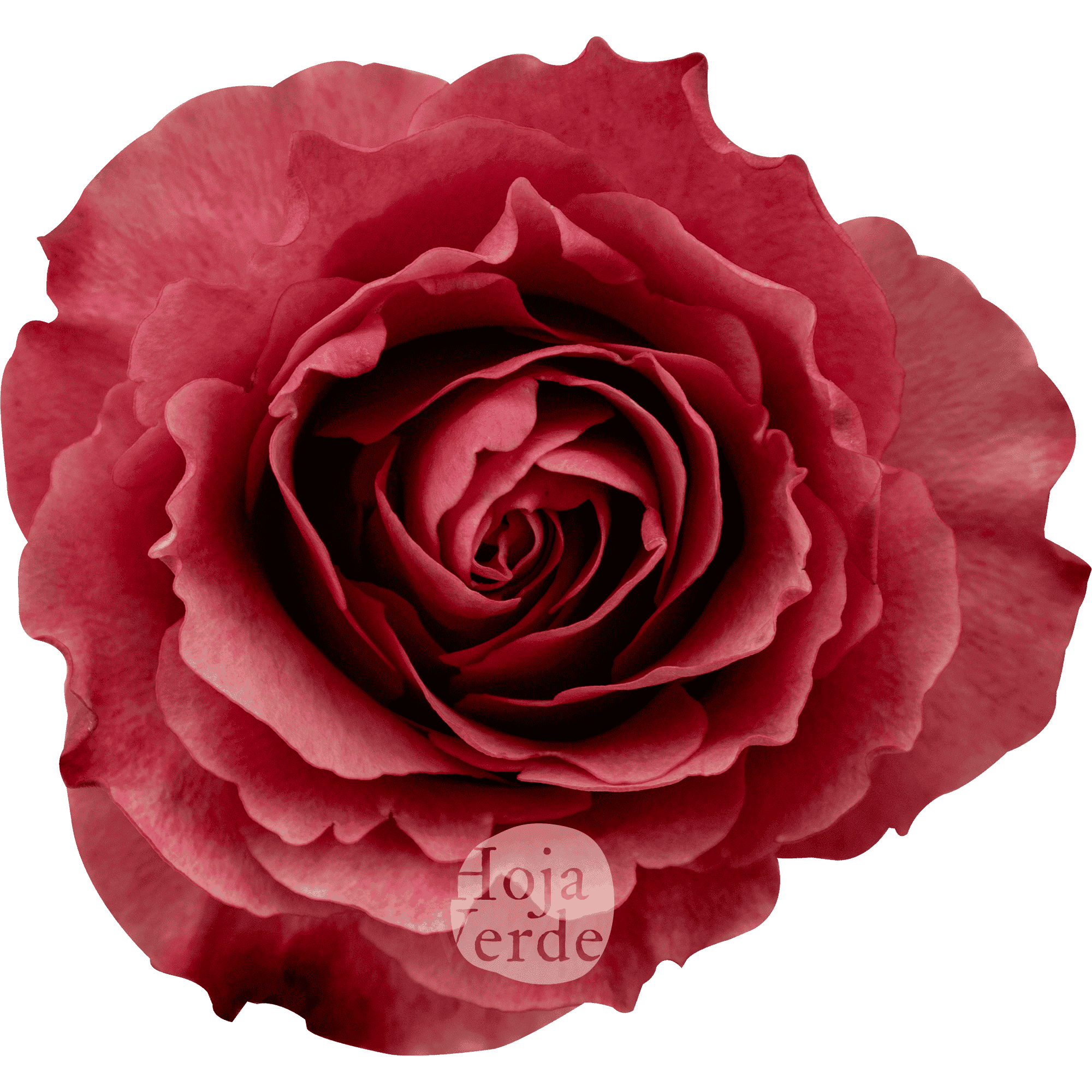 Hot Carpe Diem rose by Hoja Verde, showcasing its intense dark coral petals