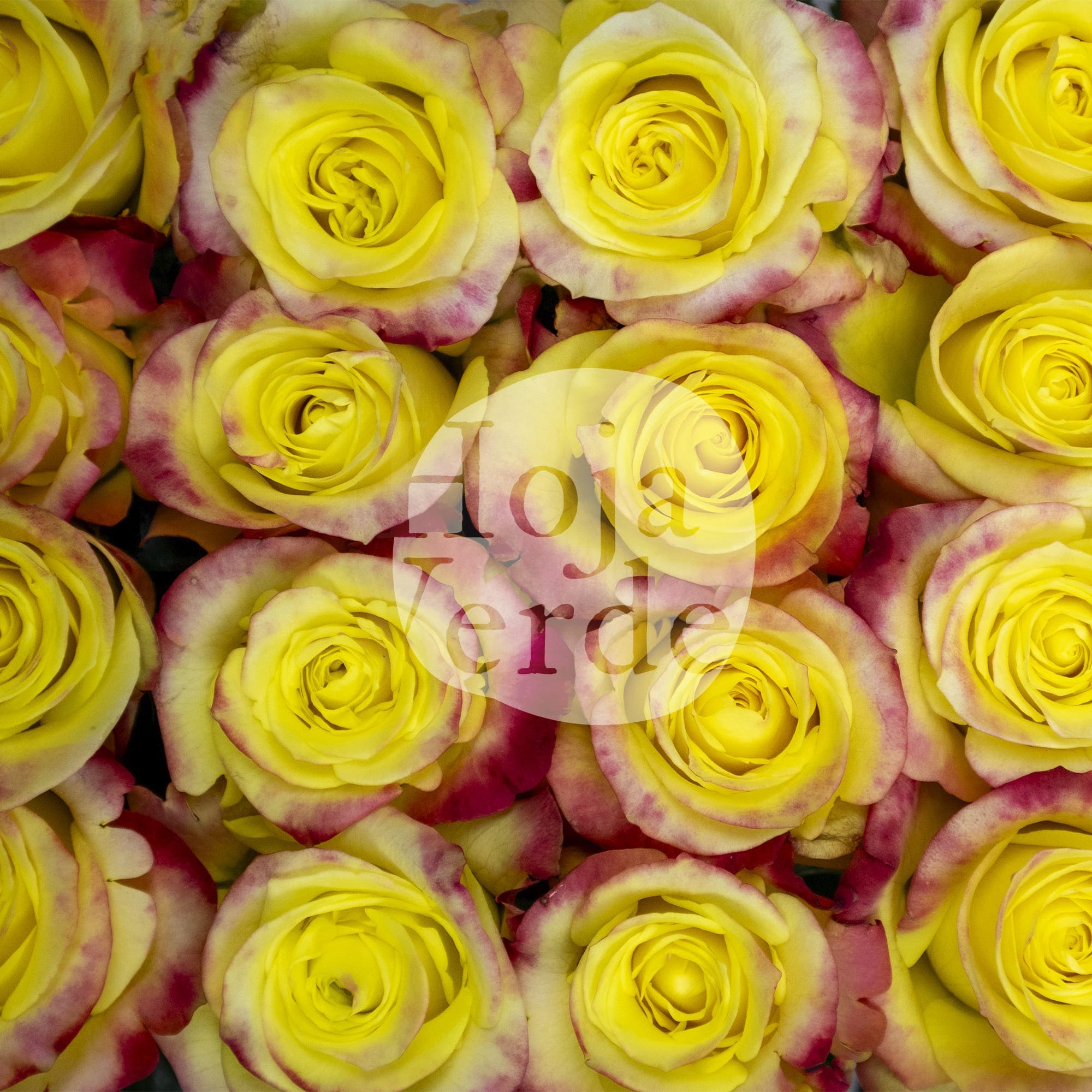 Hot Merengue rose by Hoja Verde with vibrant yellow petals and subtle reddish-pink edges.