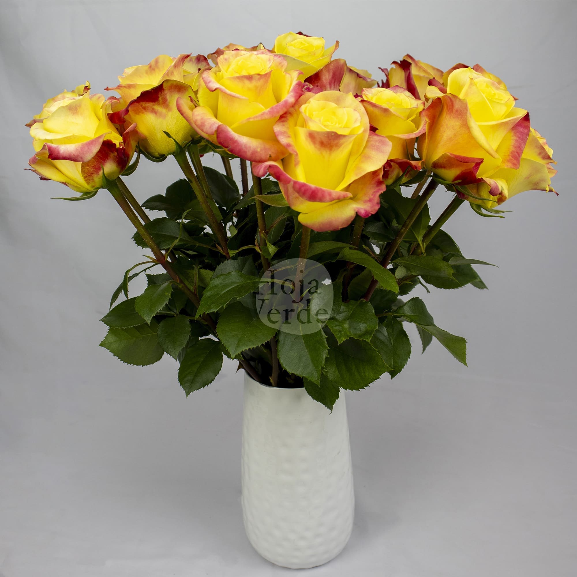 Hot Merengue rose by Hoja Verde with vibrant yellow petals and subtle reddish-pink edges.