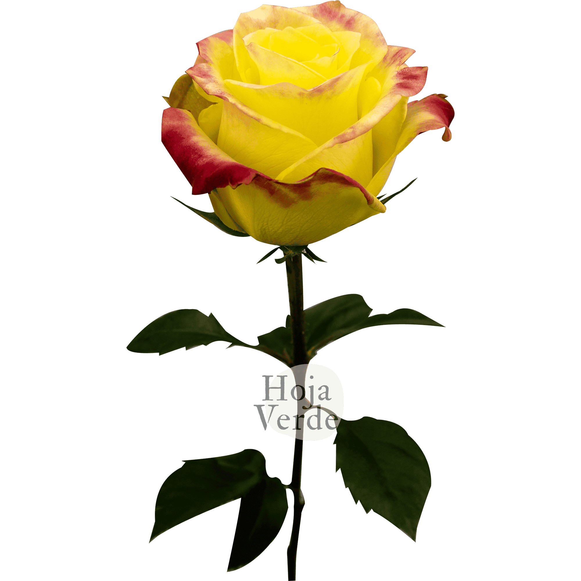 Hot Merengue rose by Hoja Verde with vibrant yellow petals and subtle reddish-pink edges.