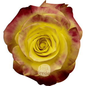 Hot Merengue rose by Hoja Verde with vibrant yellow petals and subtle reddish-pink edges.