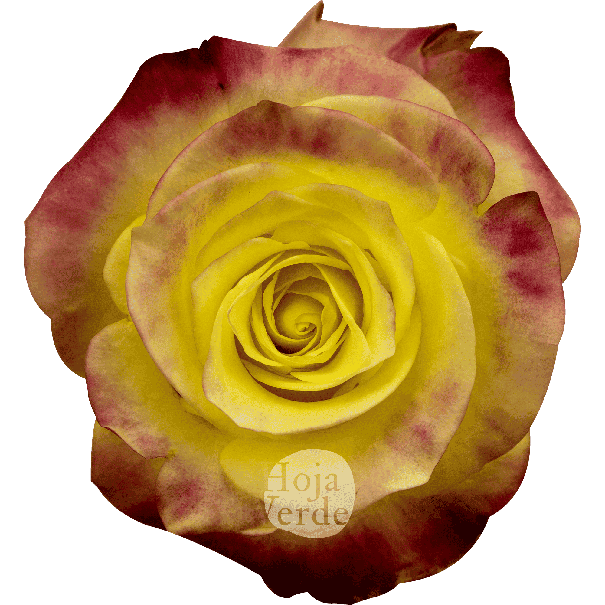 Hot Merengue rose by Hoja Verde with vibrant yellow petals and subtle reddish-pink edges.
