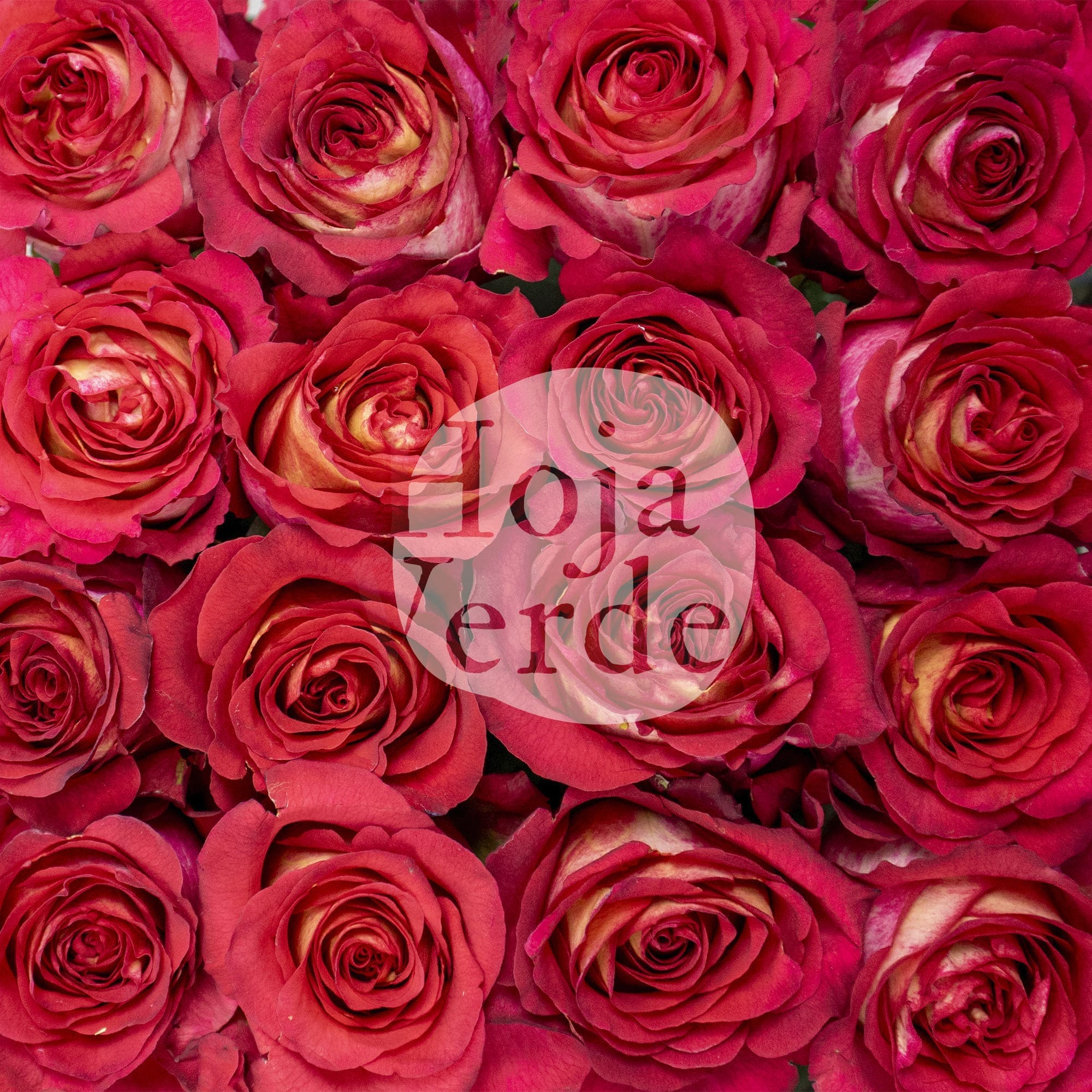Iguazú by Hoja Verde, rose with creamy and dark strawberry-toned petals