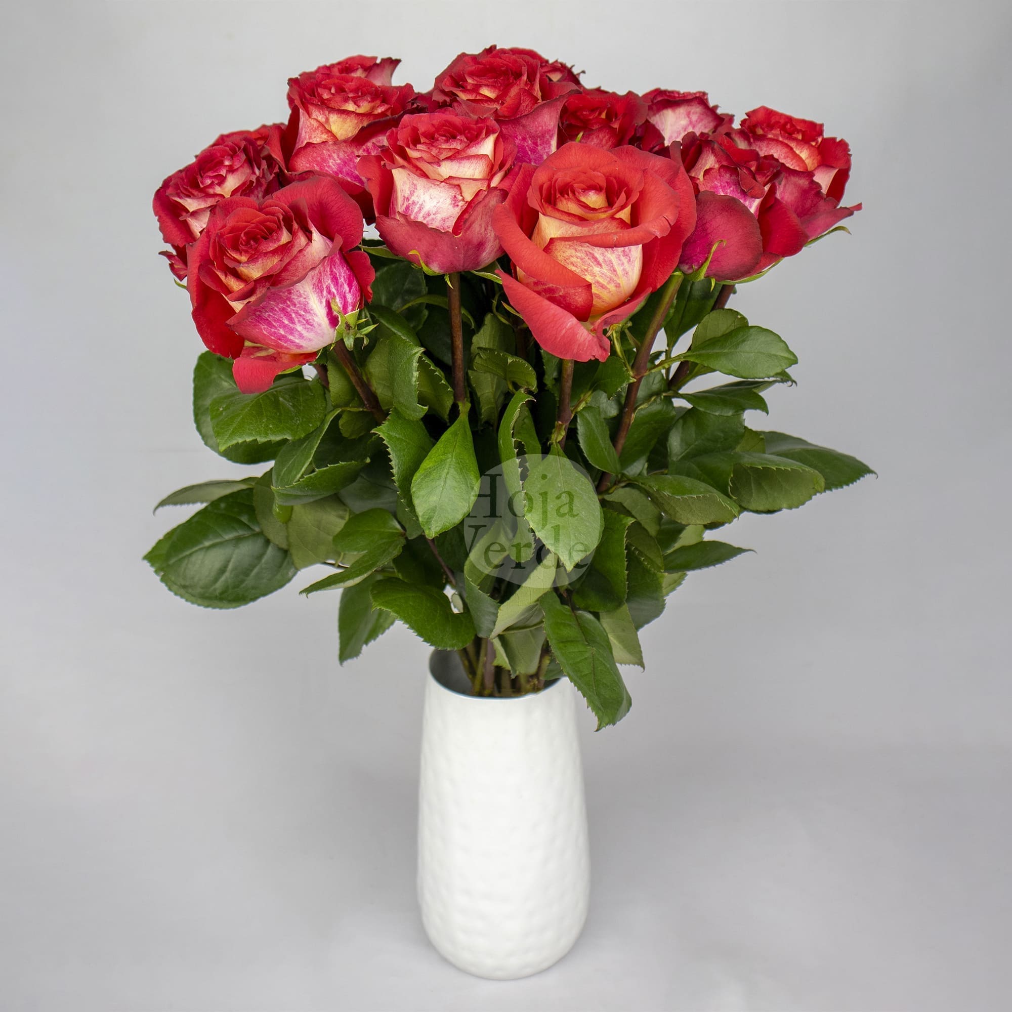 Iguazú by Hoja Verde, rose with creamy and dark strawberry-toned petals