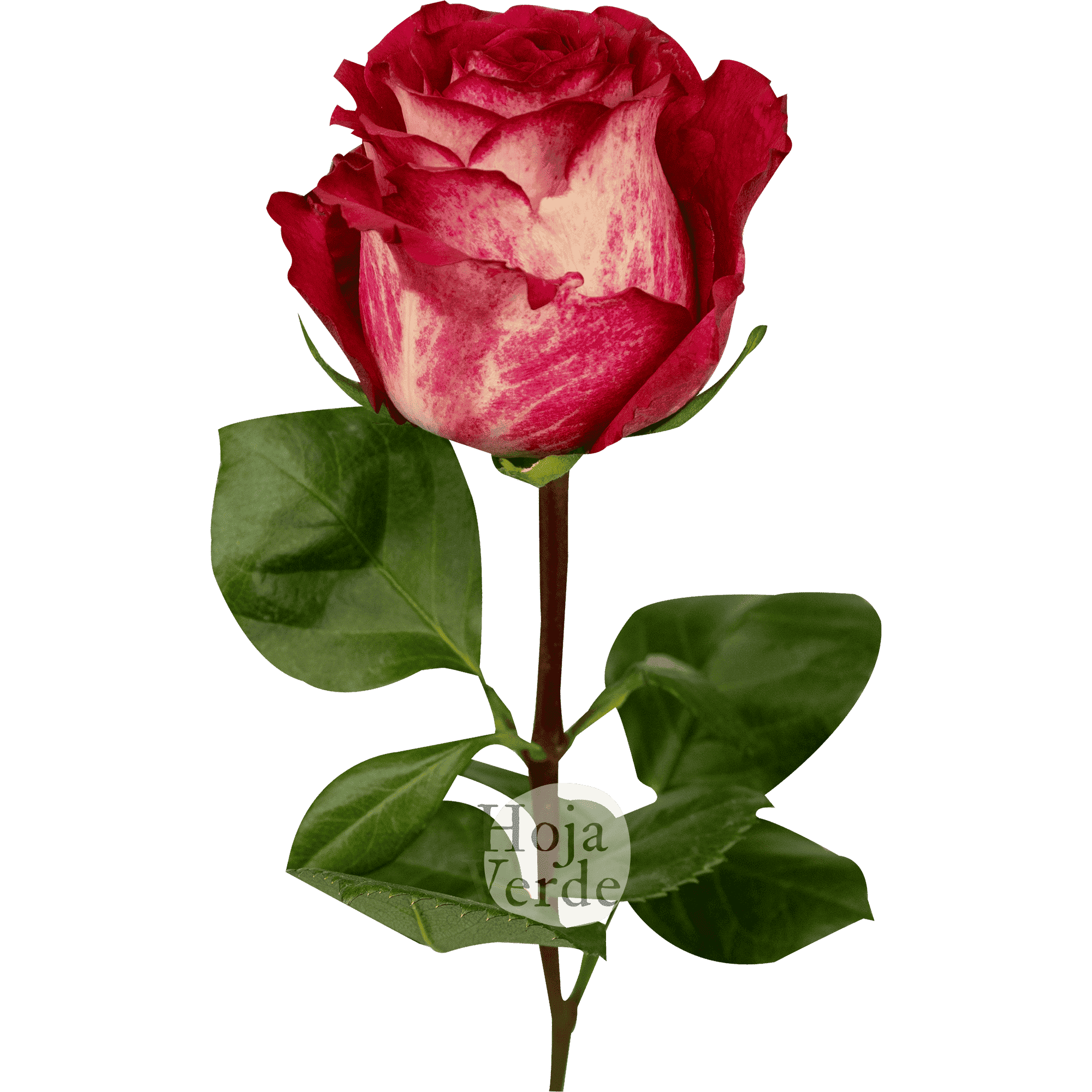 Iguazú by Hoja Verde, rose with creamy and dark strawberry-toned petals