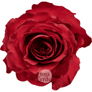 Iguazú by Hoja Verde, rose with creamy and dark strawberry-toned petals